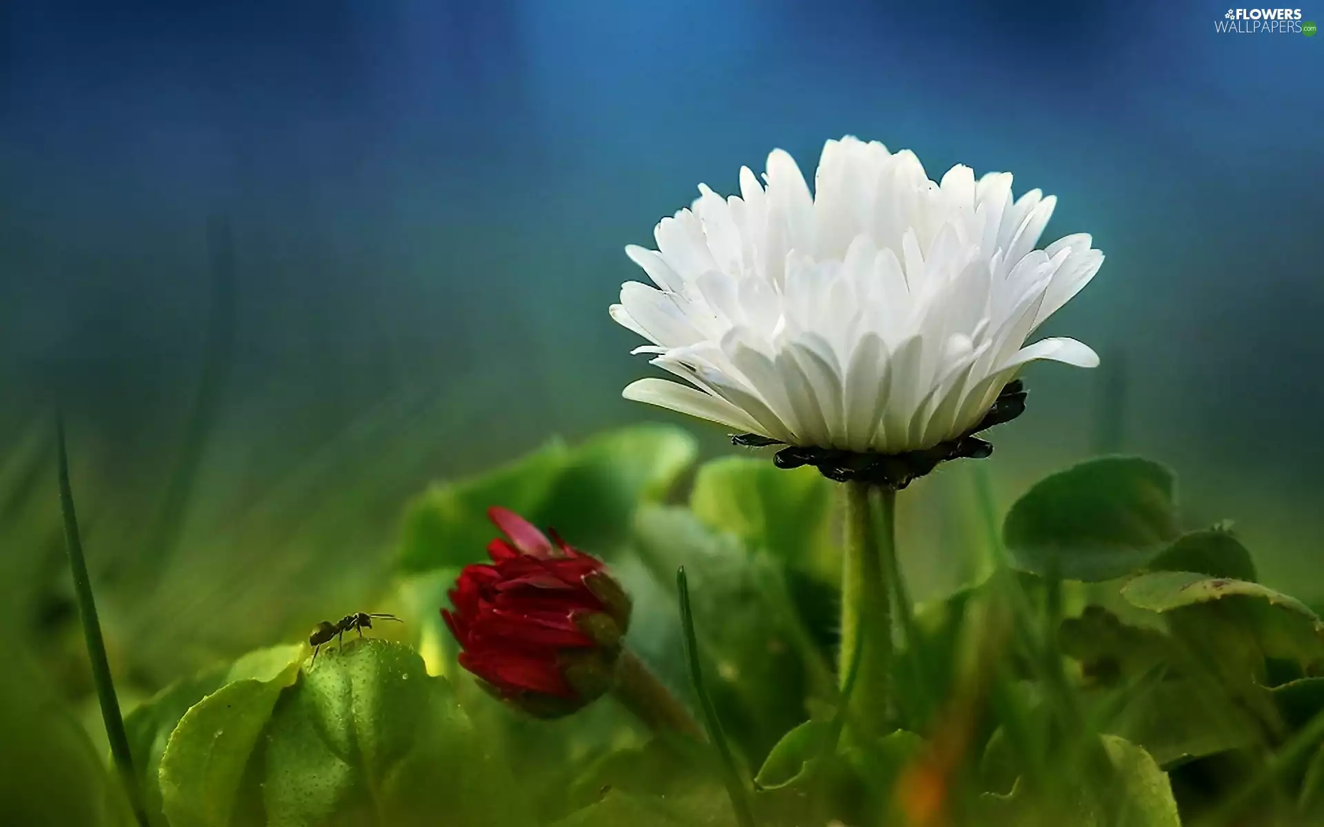 daisy, red hot, White