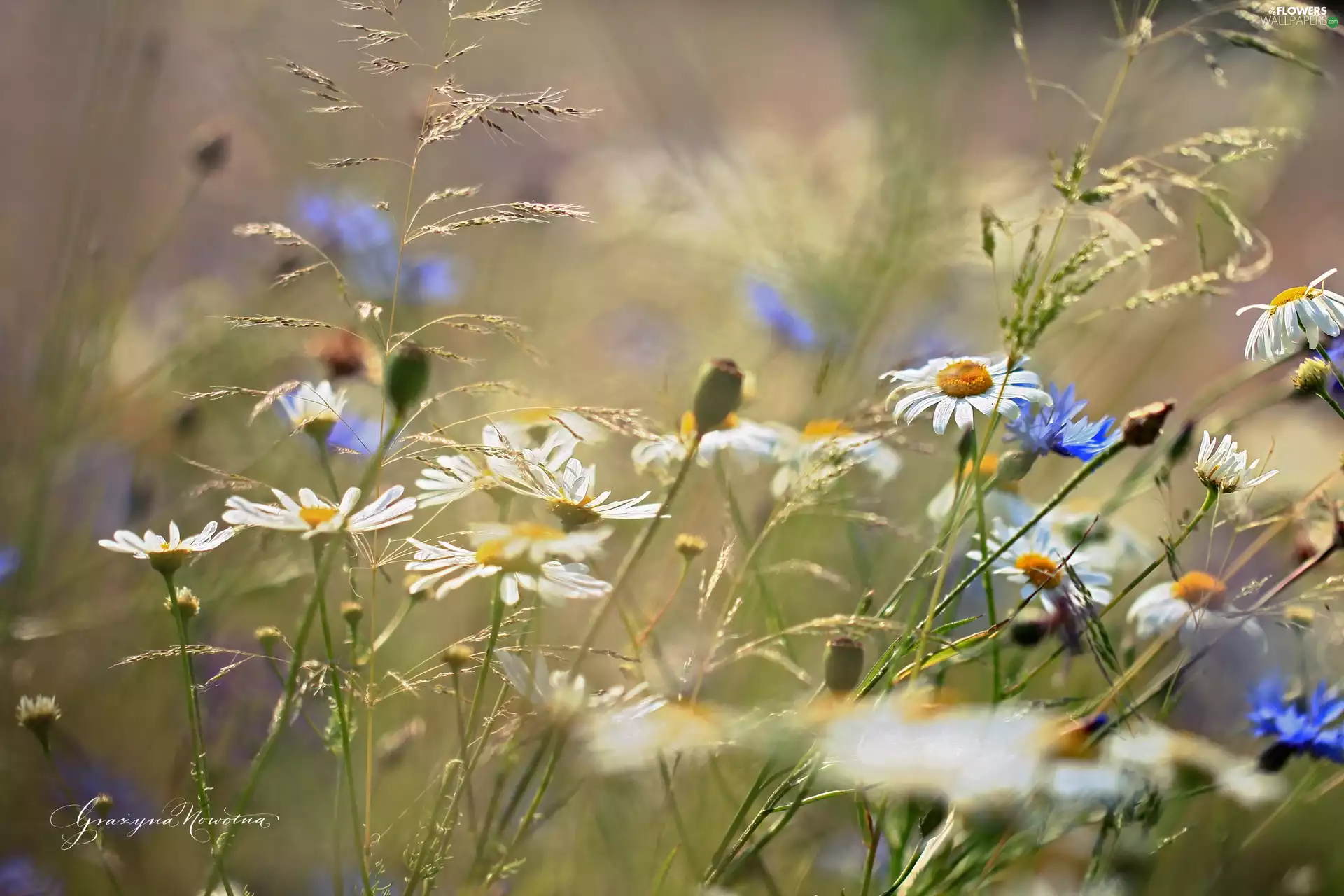 daisy, Flowers, Meadow, White