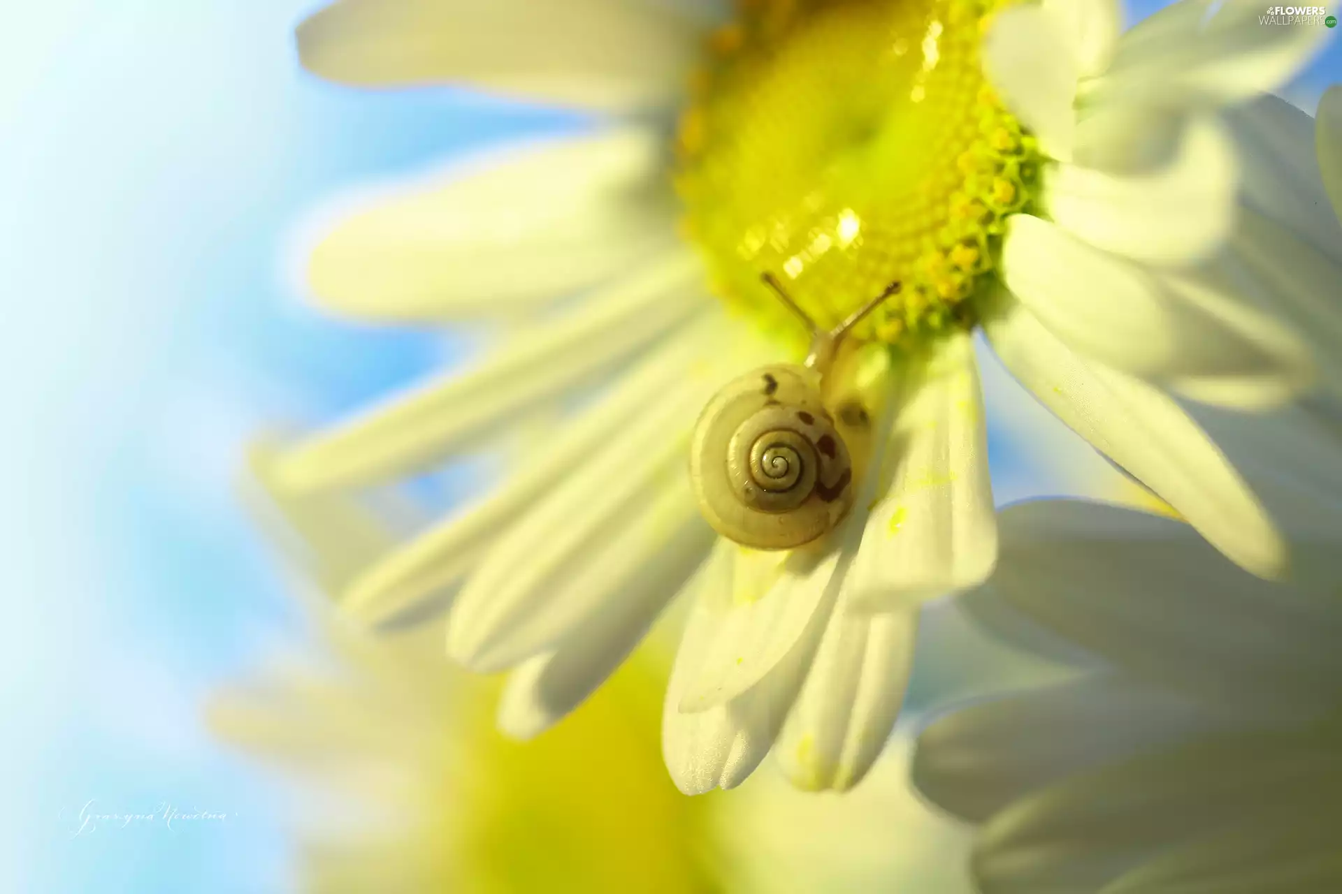 daisy, Flowers, snail, White