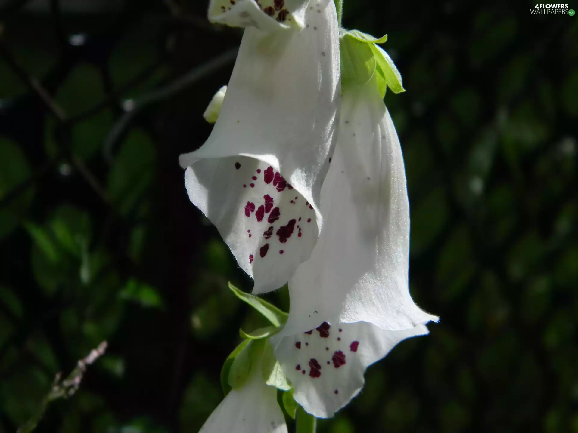 white, Flowers, digitalis