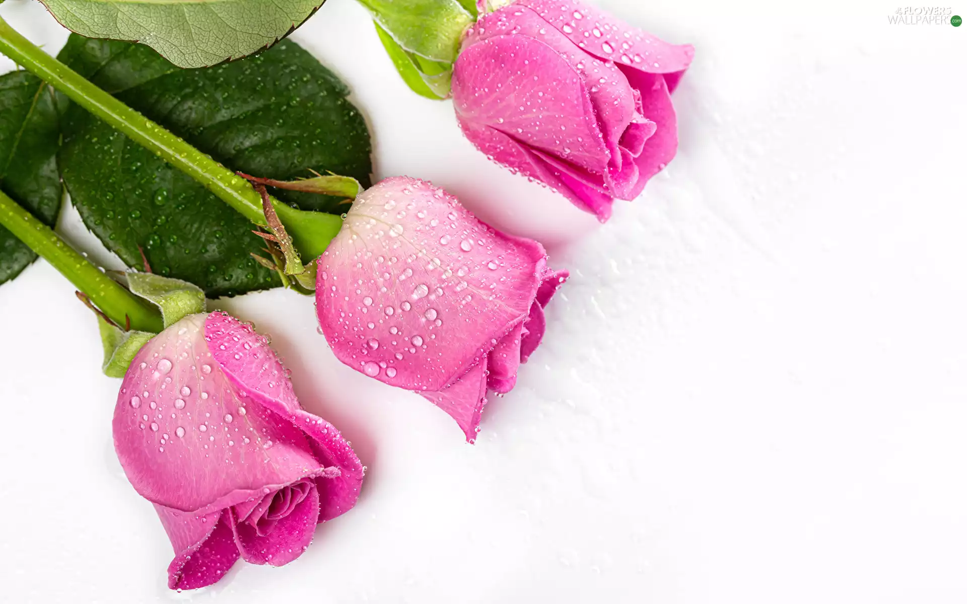 Pink, Flowers, drops, white background, roses, Three