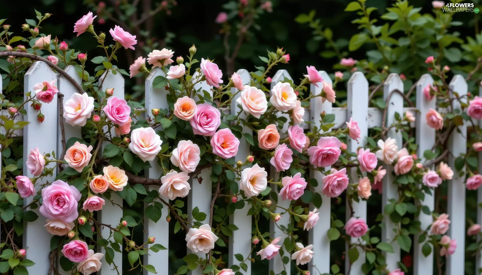 Fance, color, roses, White