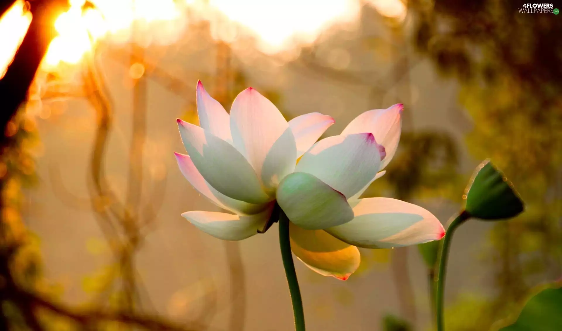 White, Lotus Flower
