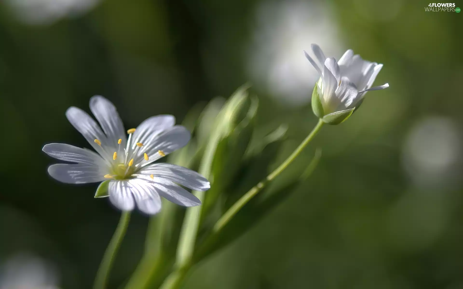 White, Flowers