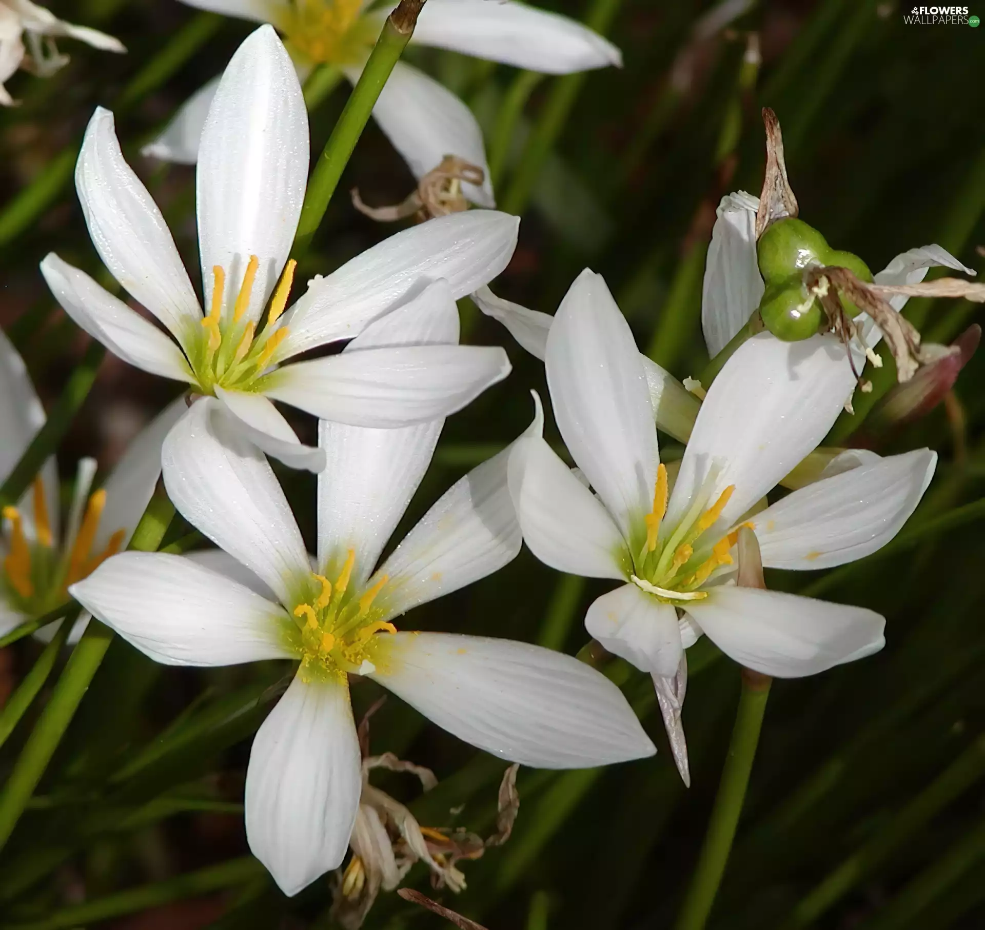 White, Flowers