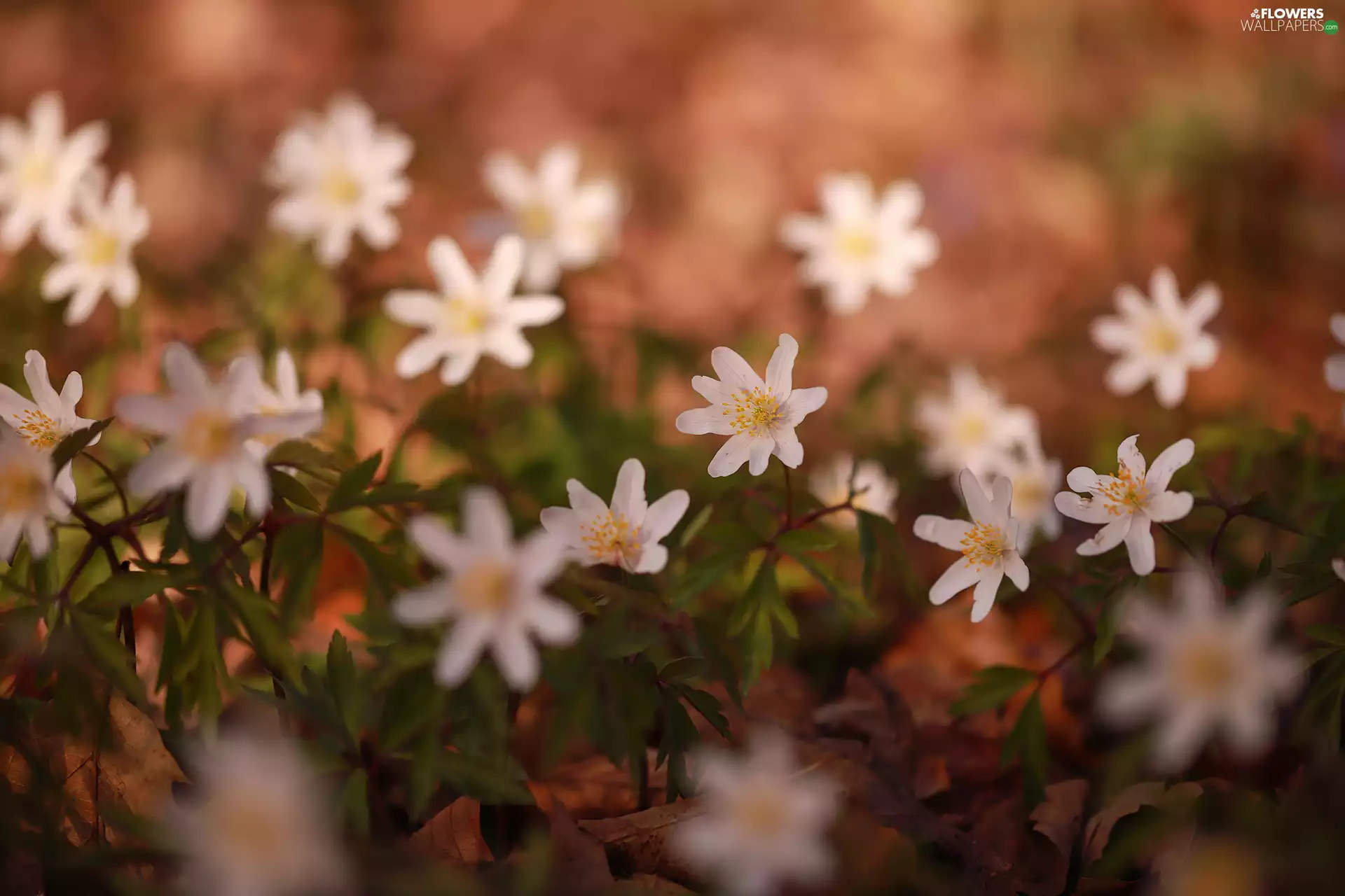 Flowers, Wood Anemone, White