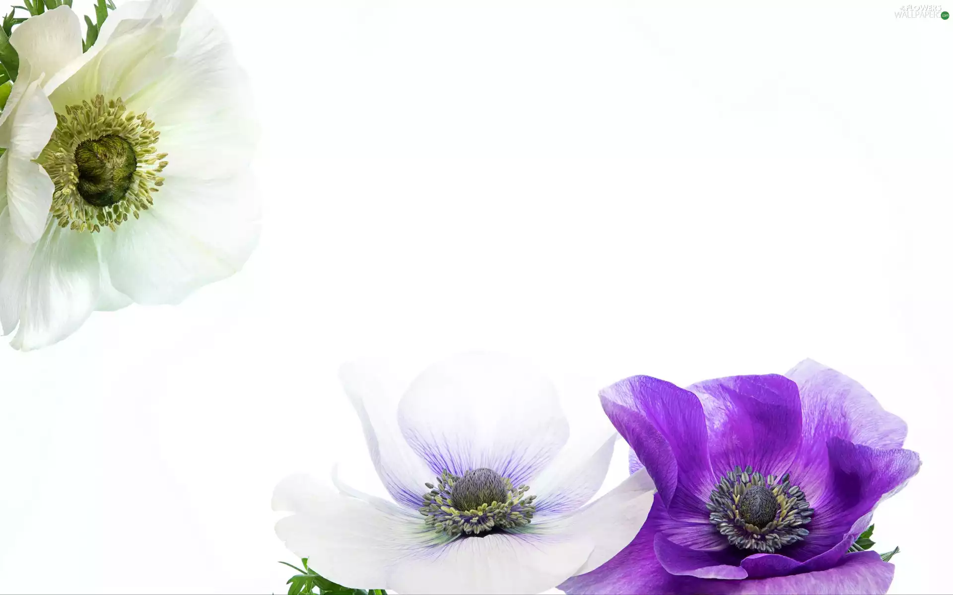 Flowers, Violet, Anemones, White