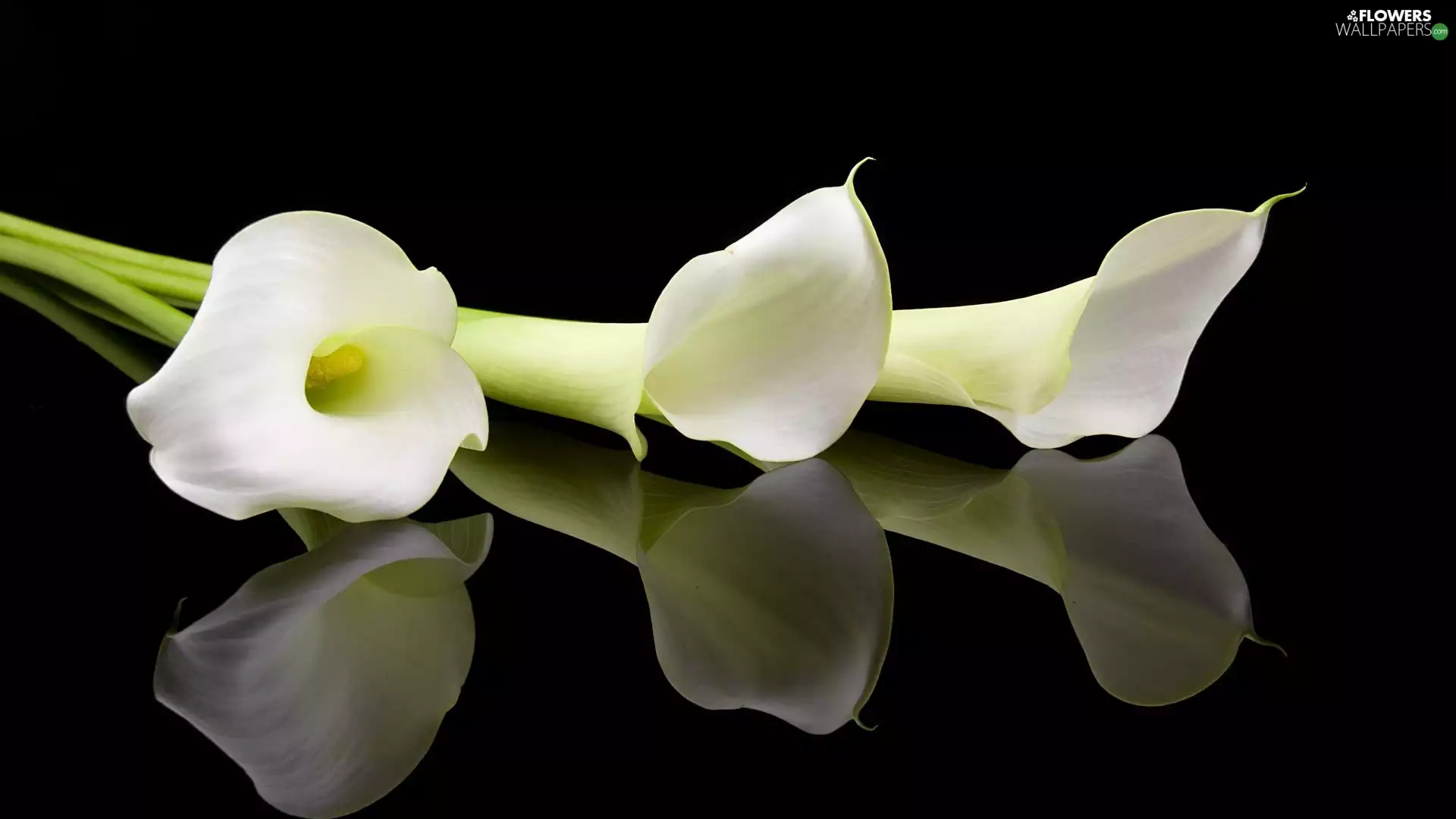 reflection, black background, White, Calla, Flowers