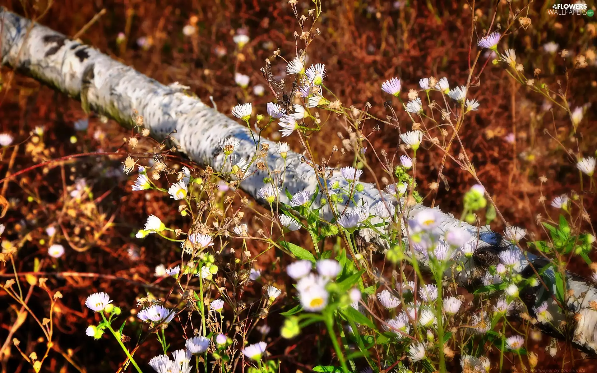 Flowers, Yellow, chamomile, White