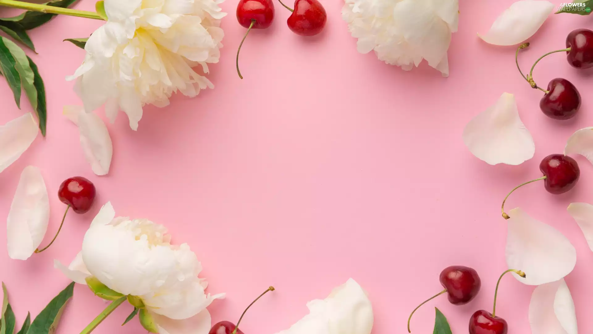 Flowers, Peonies, cherries, White