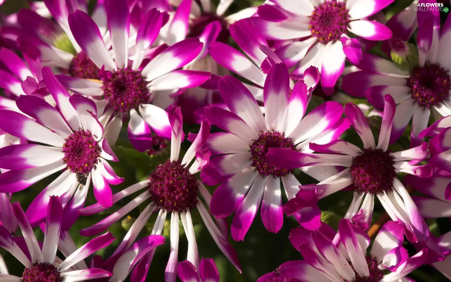 Flowers, purple, cineraria, white