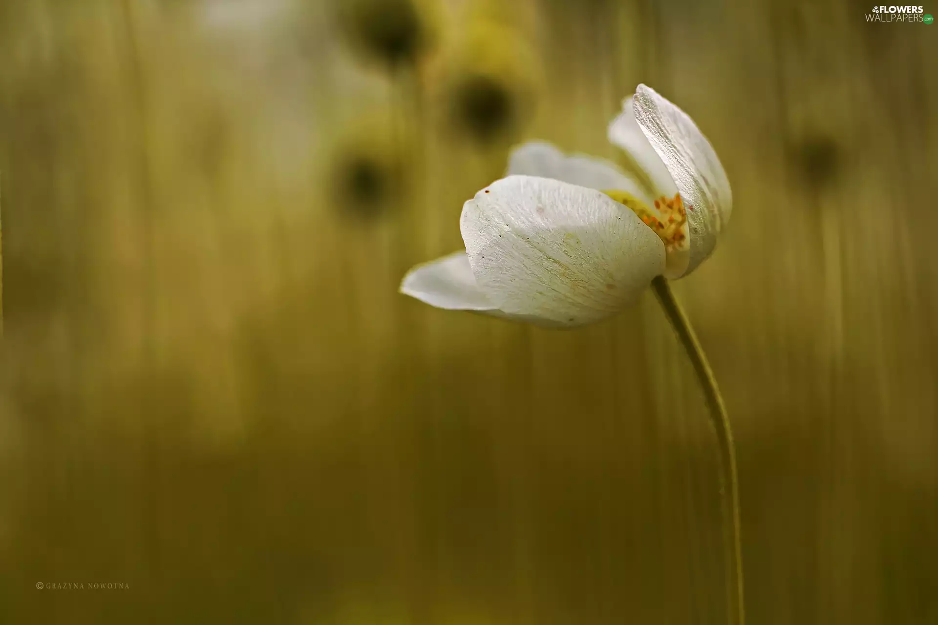 Colourfull Flowers, anemone, White