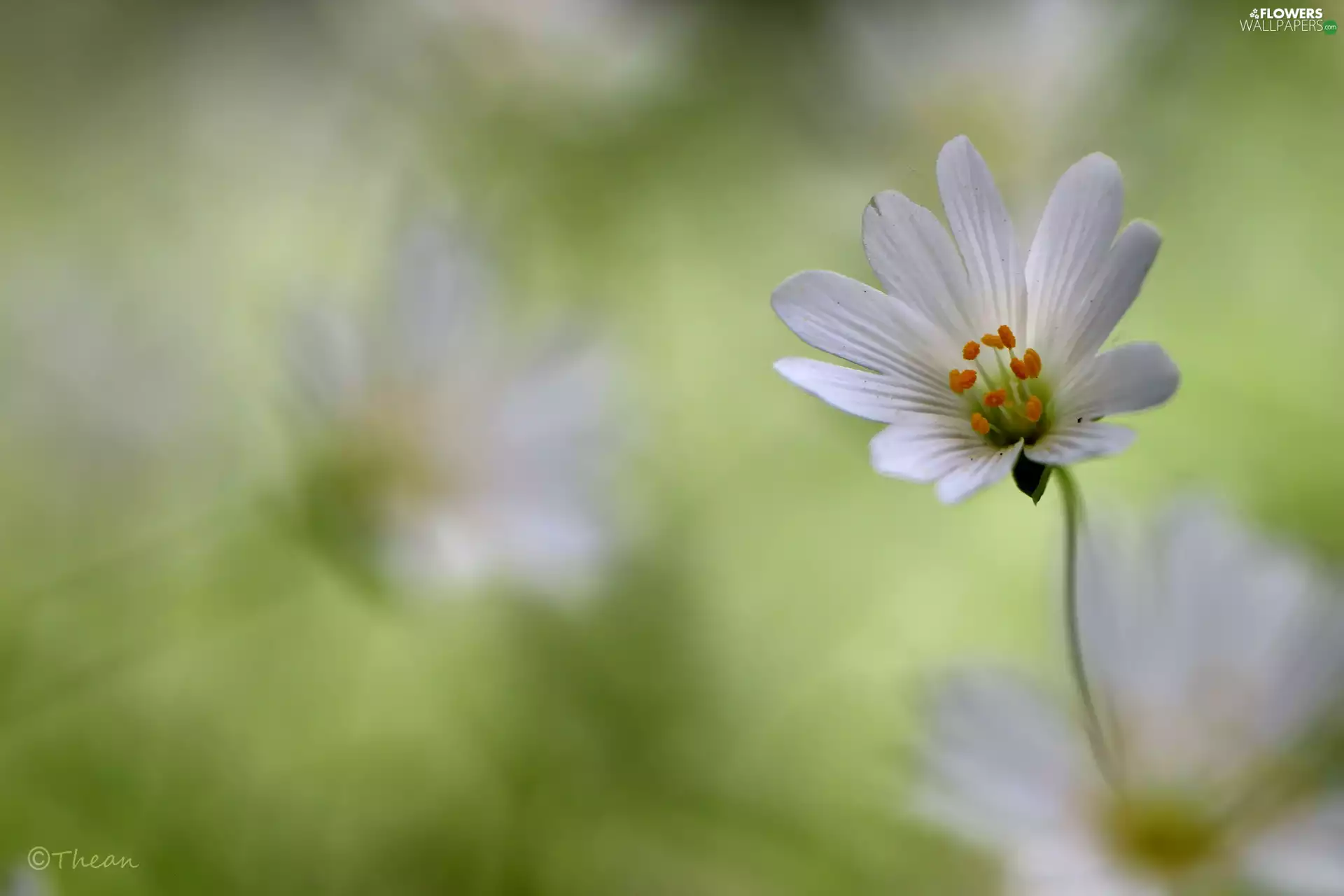 Colourfull Flowers, Cerastium, White
