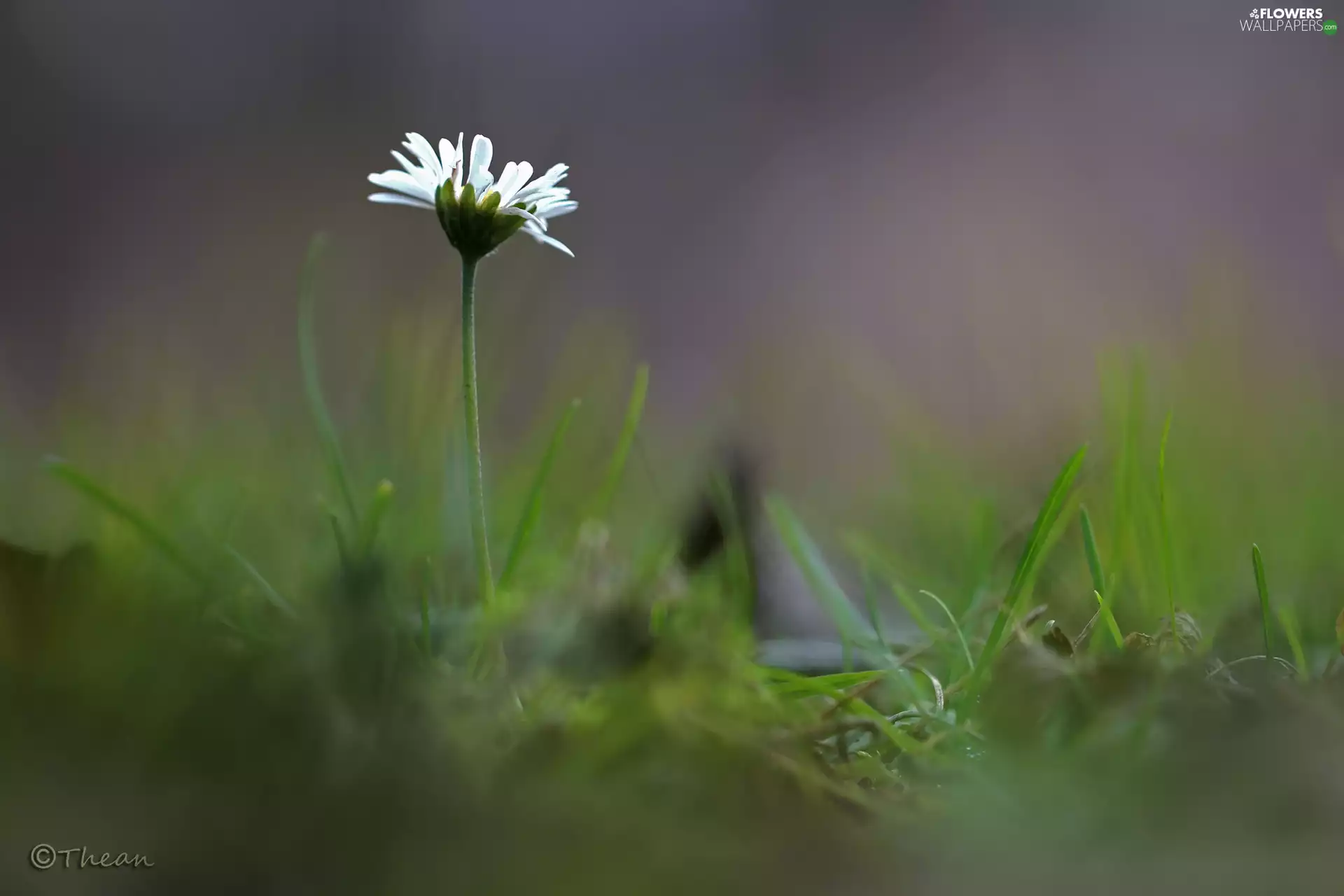 Colourfull Flowers, daisy, White