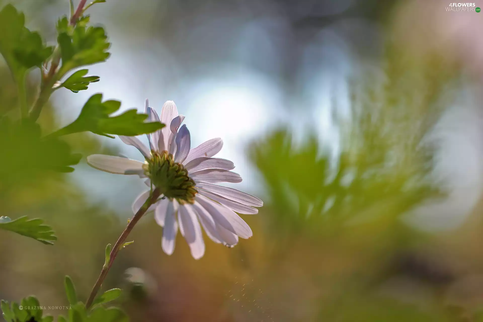 Colourfull Flowers, Daisy, White