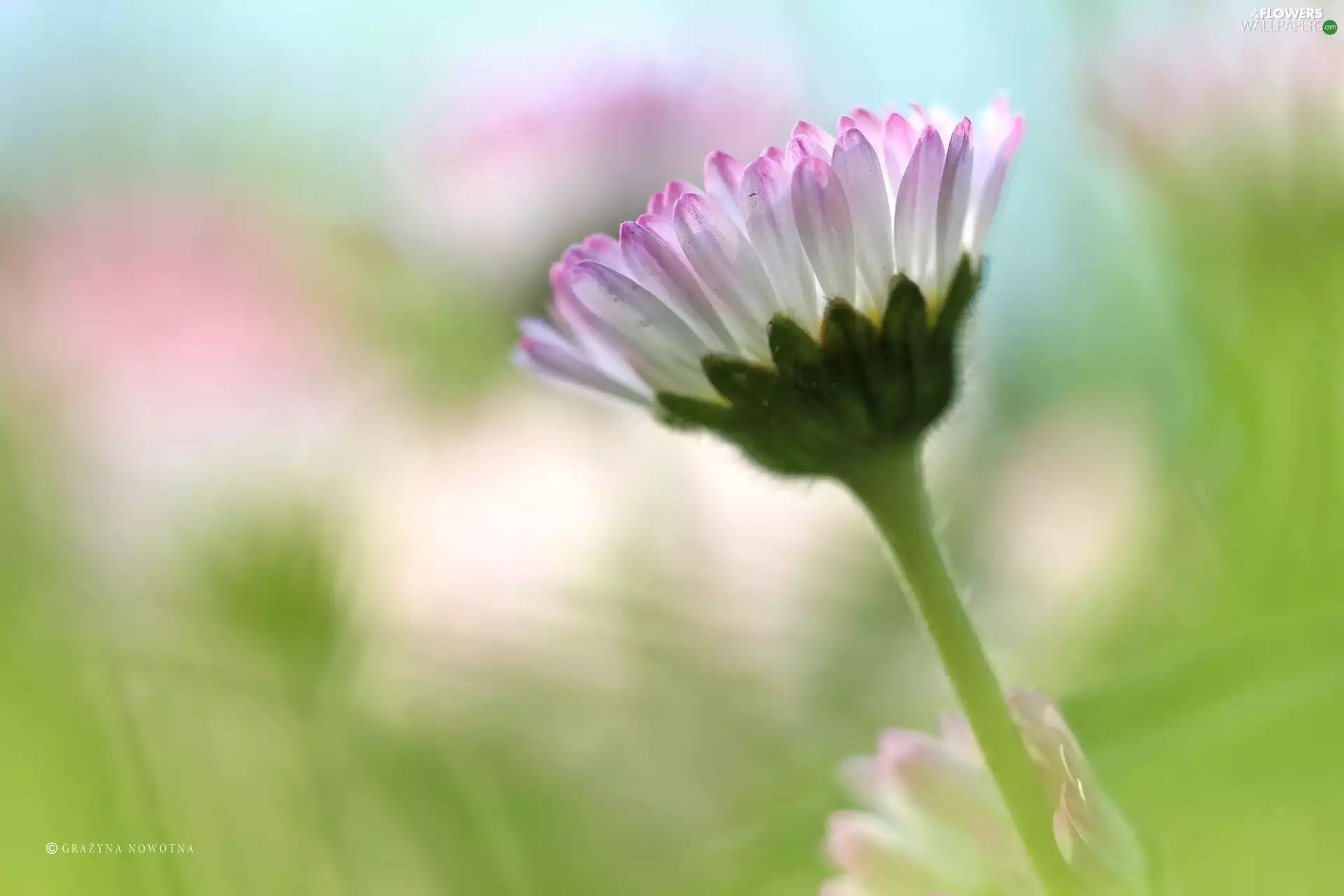 Colourfull Flowers, daisy, White