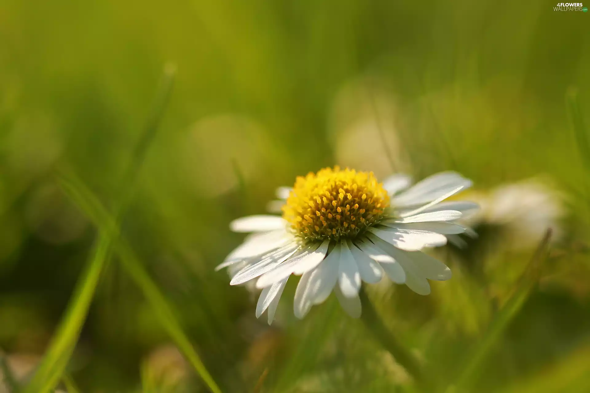 Colourfull Flowers, daisy, White
