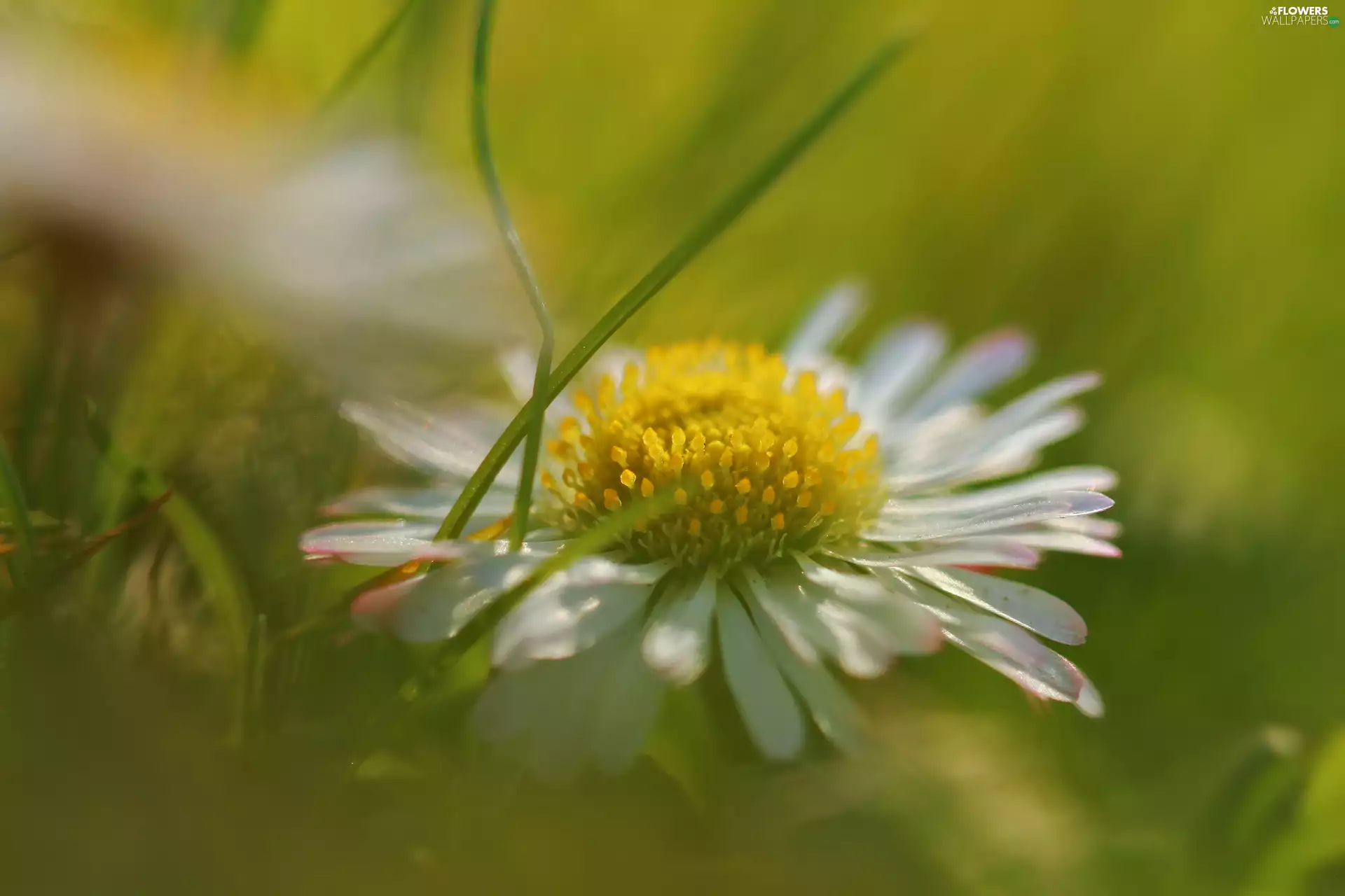 Colourfull Flowers, daisy, White