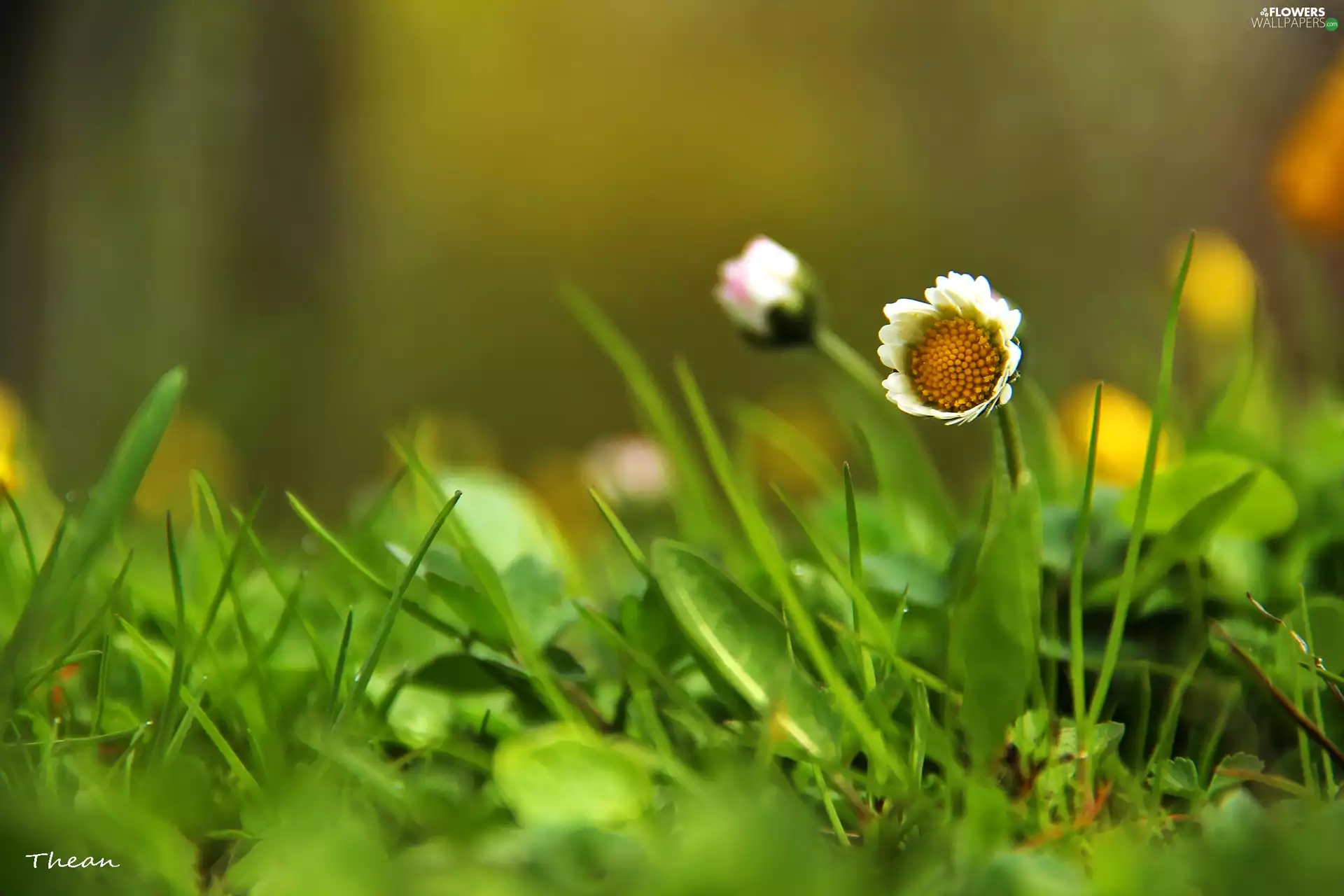 Colourfull Flowers, daisy, White