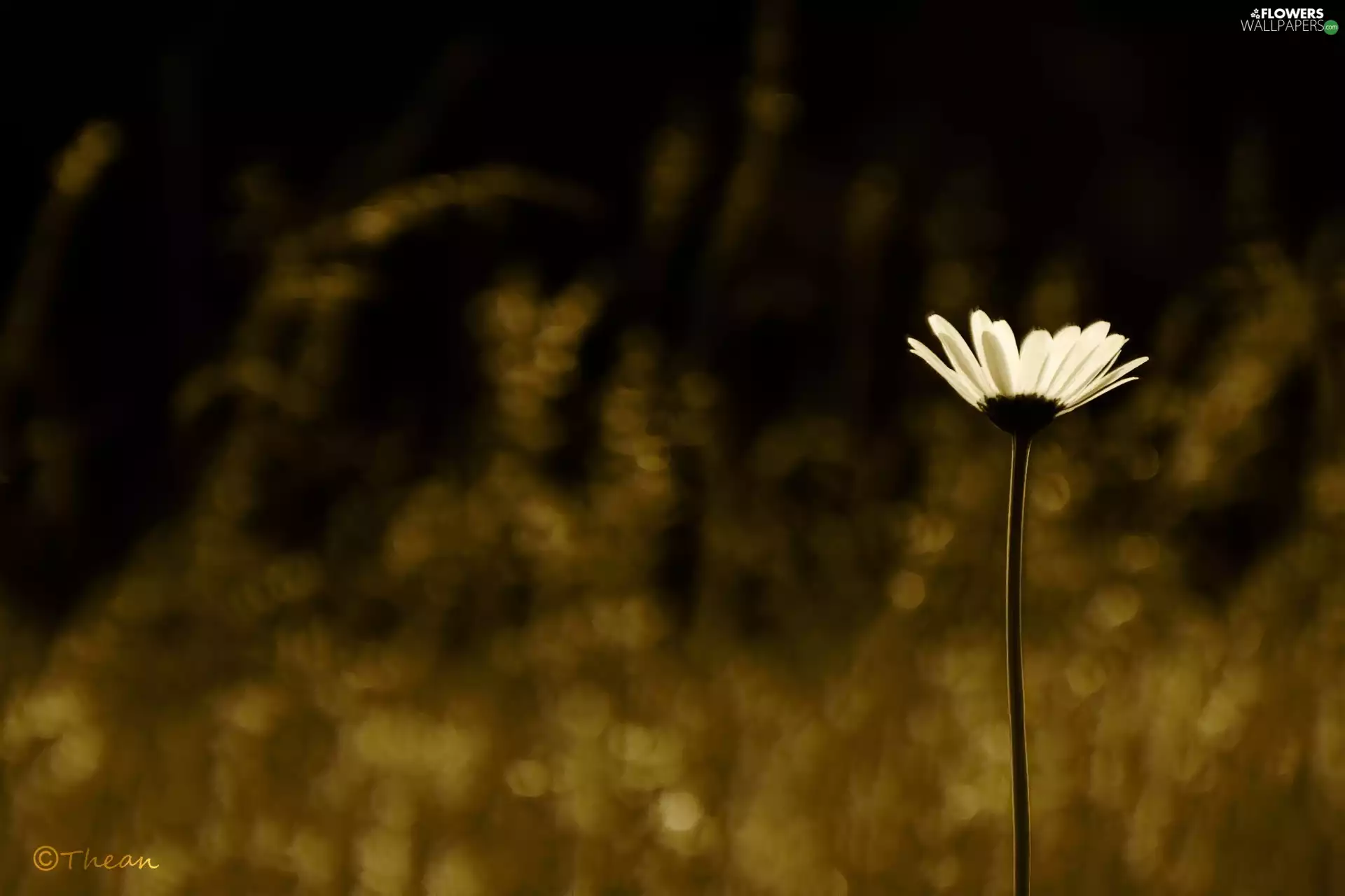 Colourfull Flowers, Daisy, White