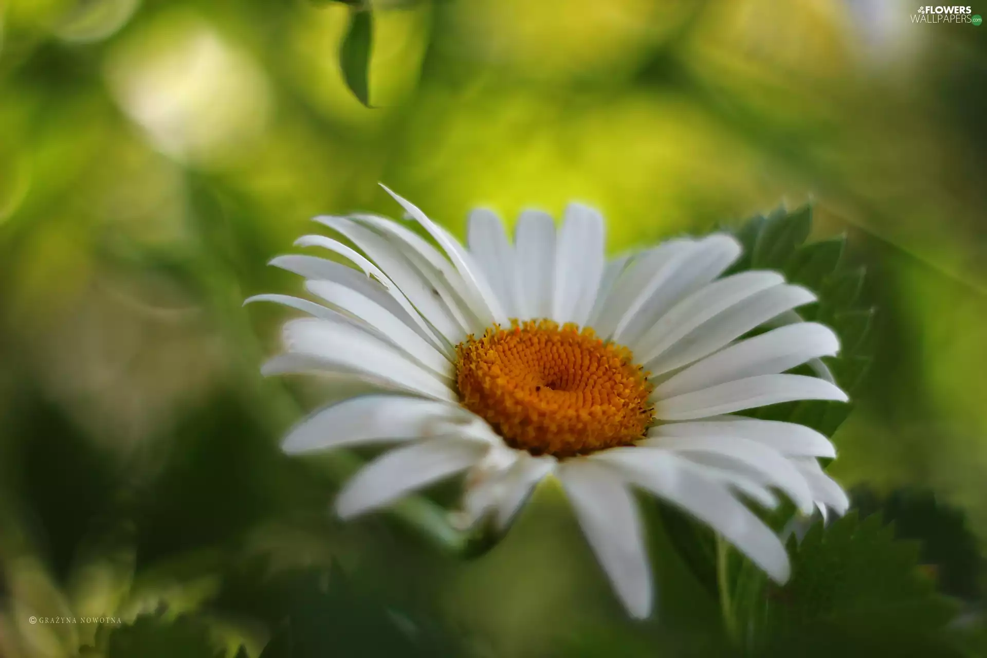 Colourfull Flowers, Daisy, White