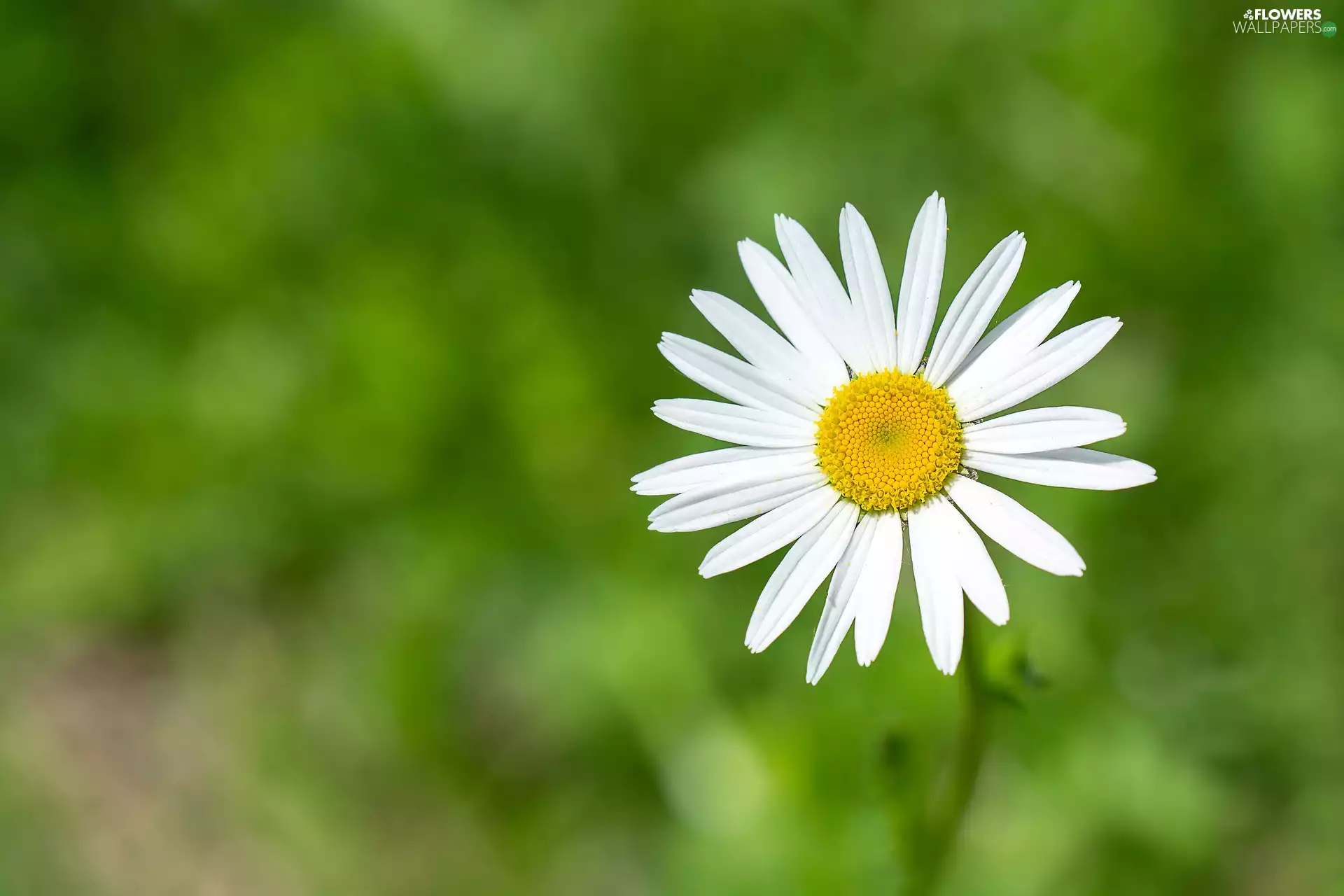 flakes, Colourfull Flowers, background, Daisy, green ones, White