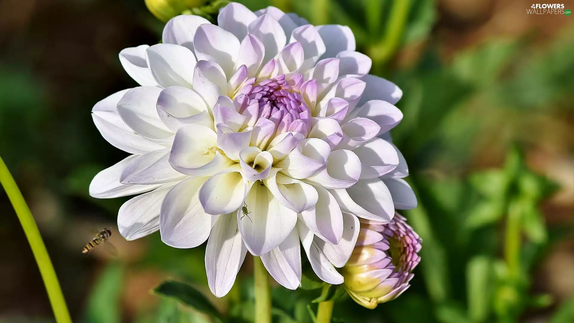 Dalia, Colourfull Flowers, Insect, Marmalade Hoverfly, bud, White