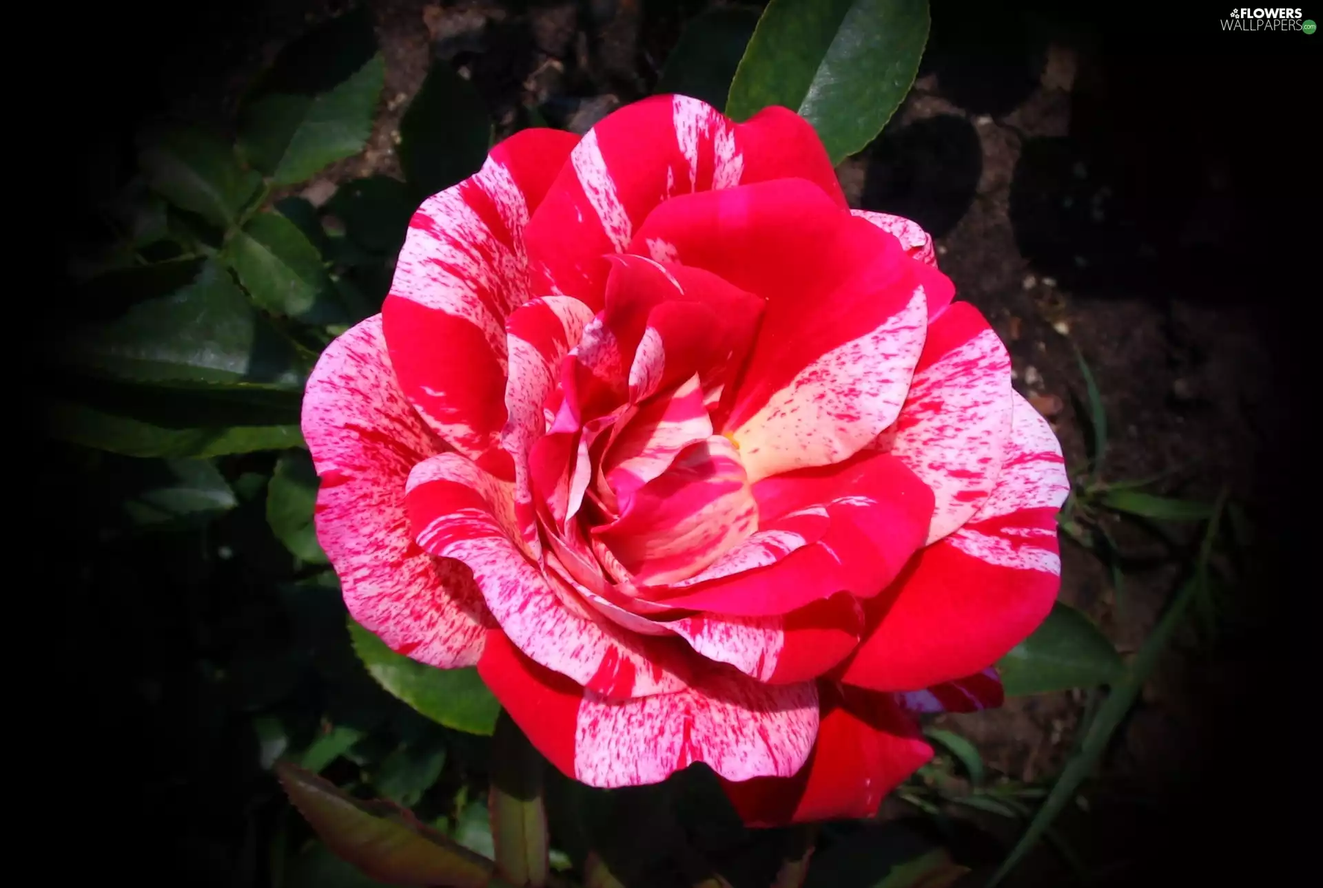 Colourfull Flowers, red, White, rose