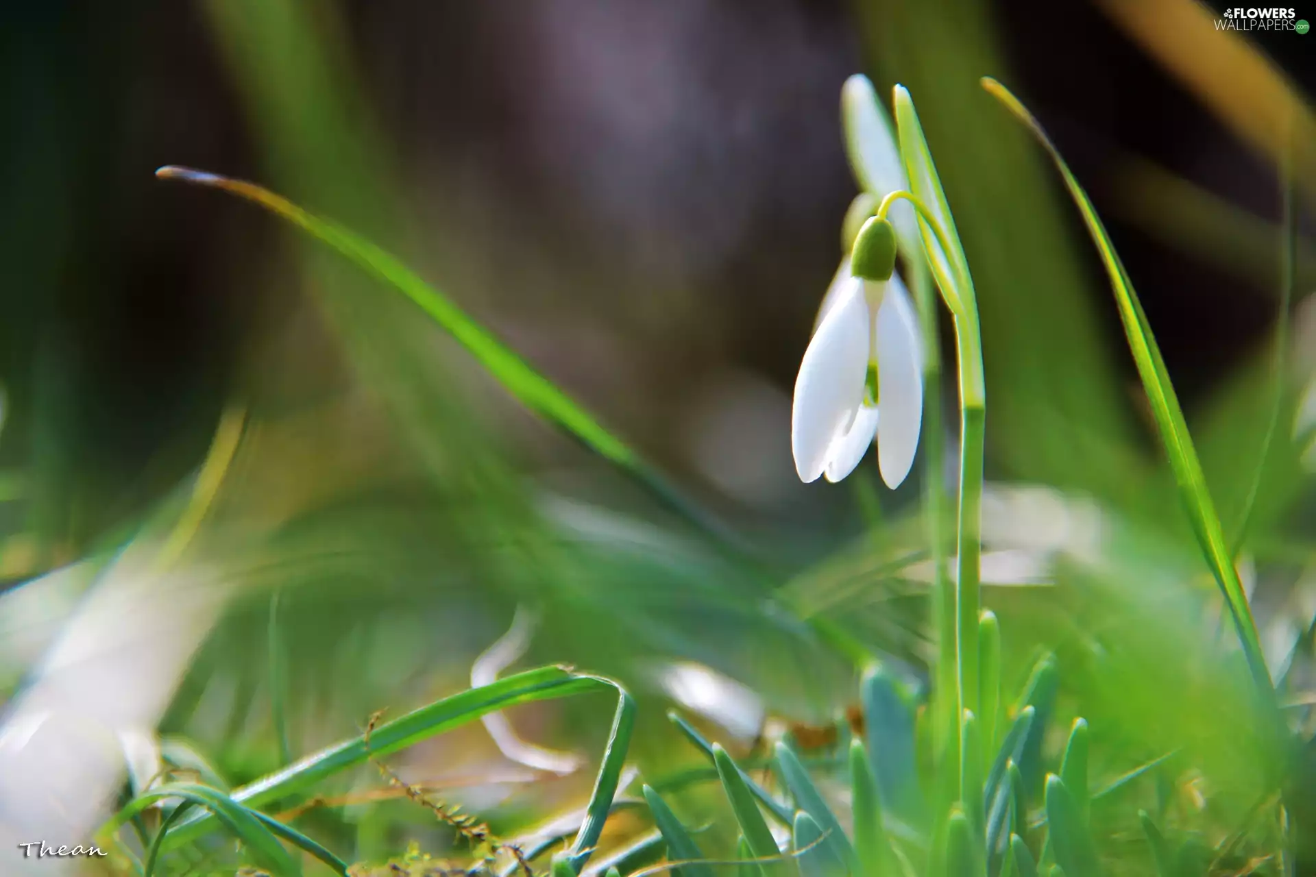 Colourfull Flowers, Snowdrop, White