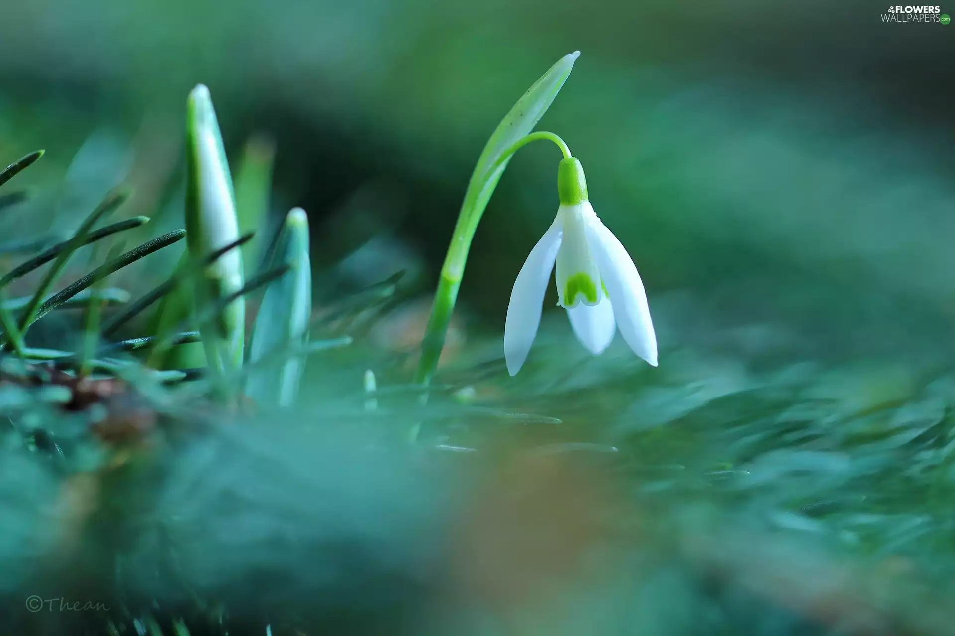 Colourfull Flowers, Snowdrop, White