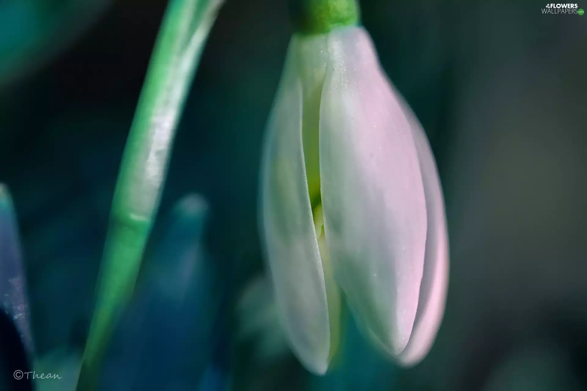 Colourfull Flowers, Snowdrop, White