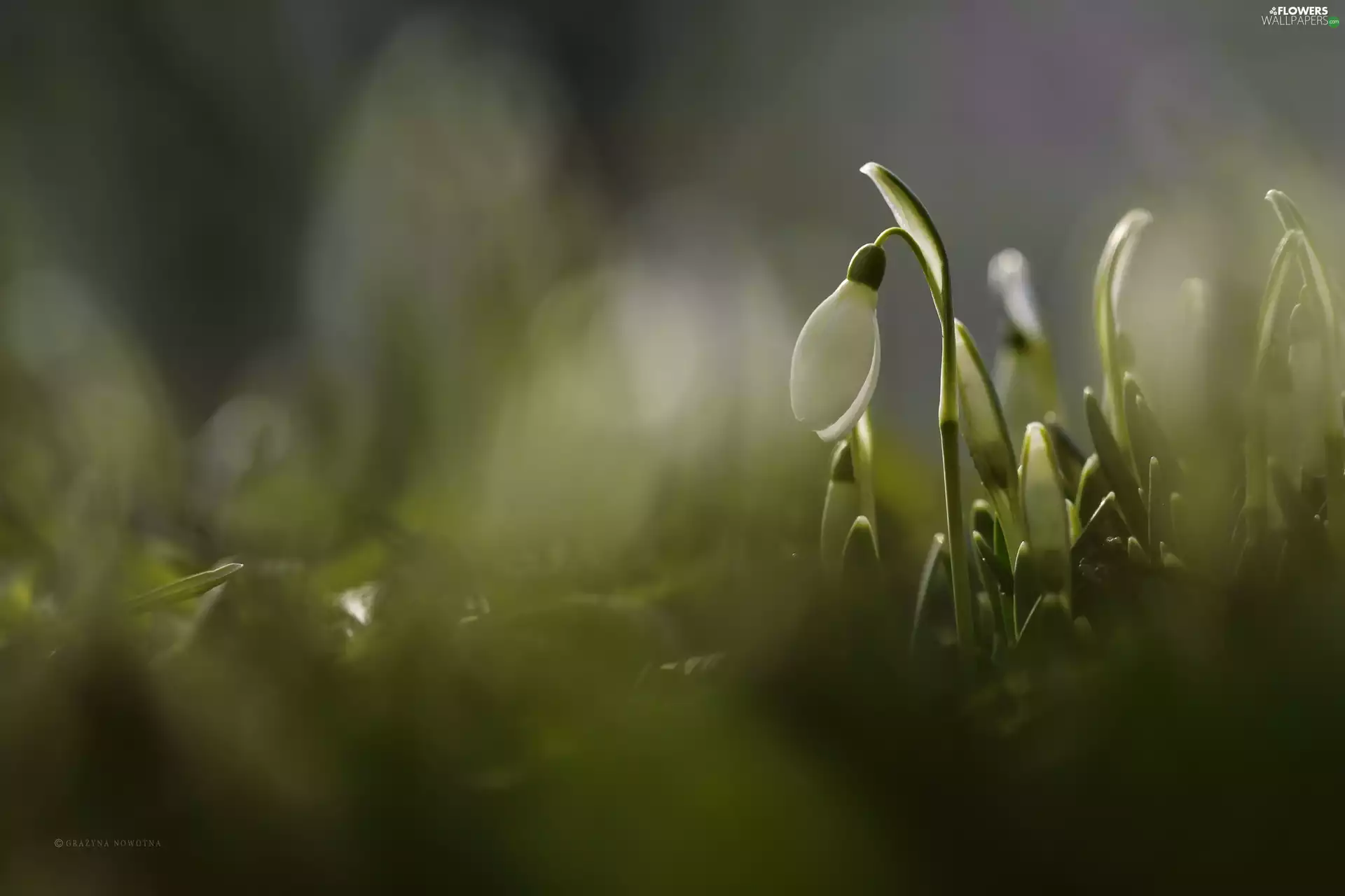 Colourfull Flowers, Snowdrop, White