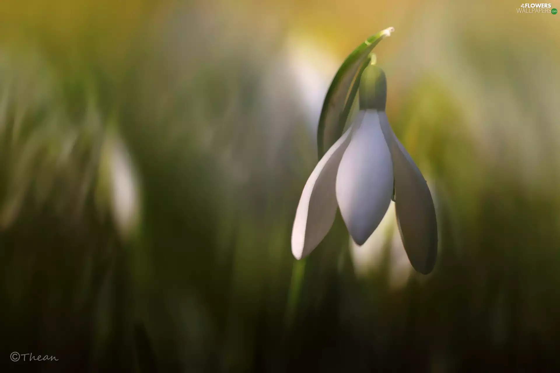 Colourfull Flowers, Snowdrop, White