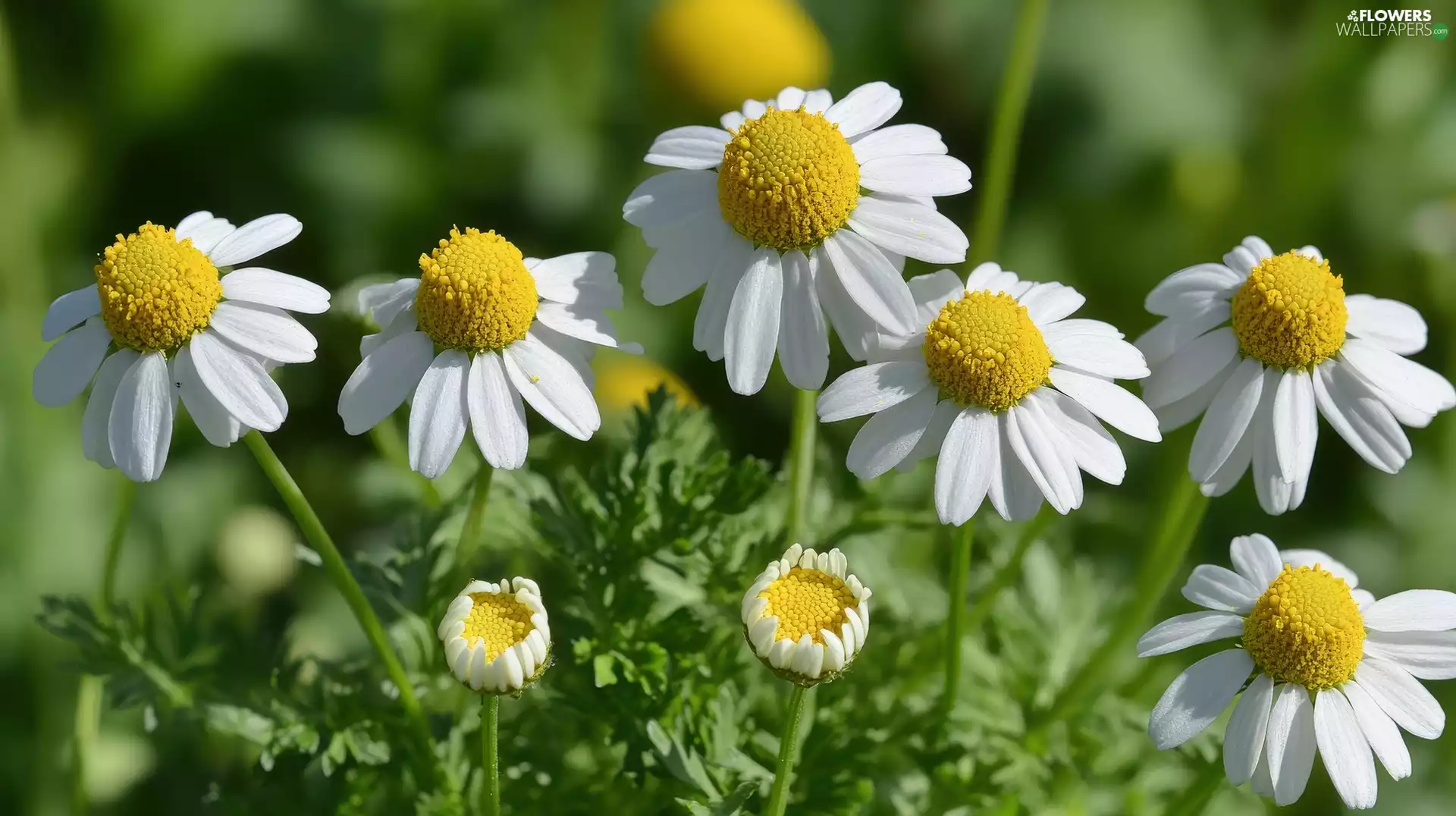 Flowers, Chamomile Common, White