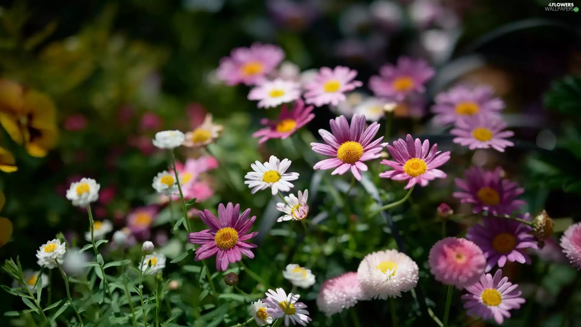 Flowers, Pink, daisies, White