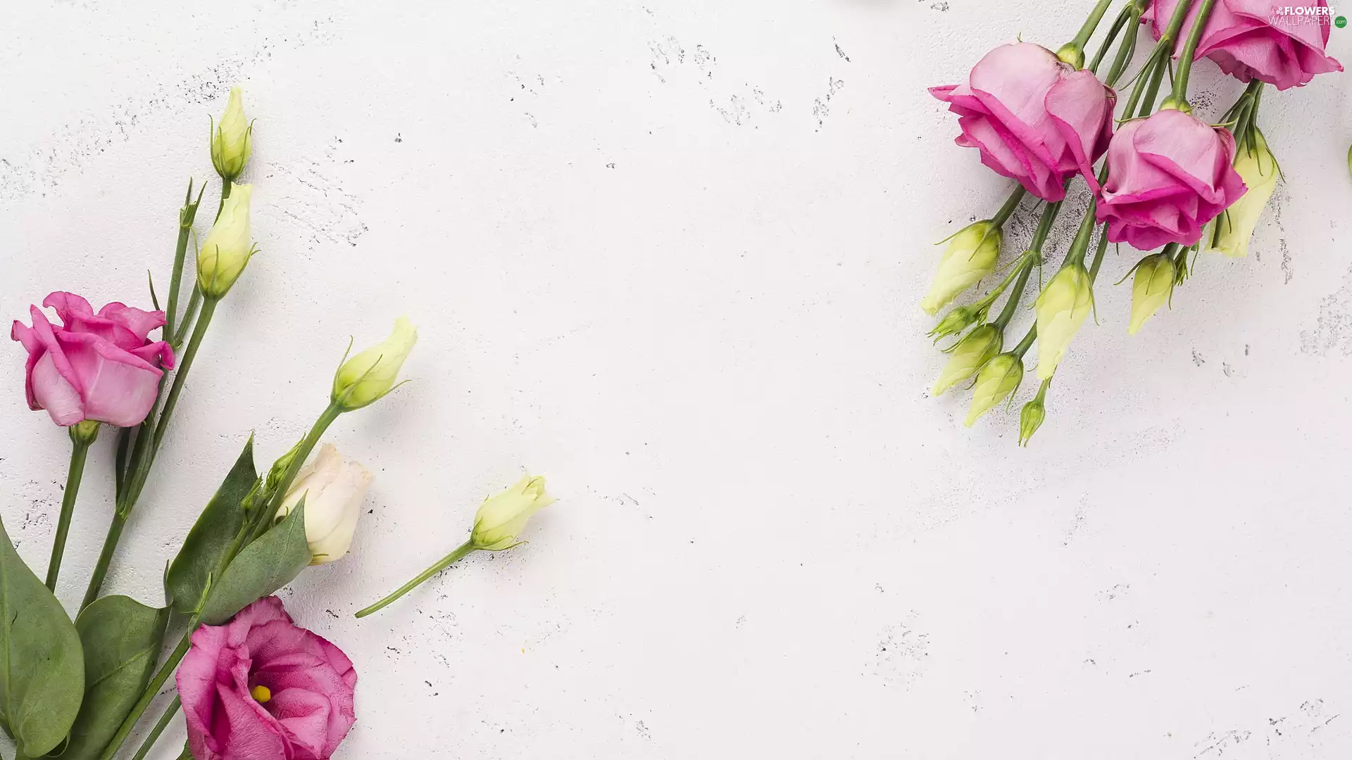 Flowers, Pink, Eustomy, White