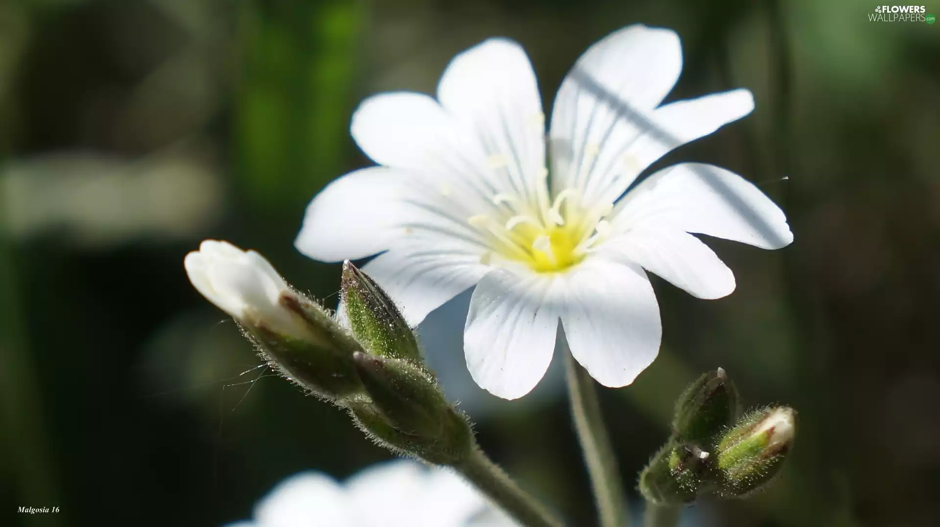 Cerastium Access field, White, Colourfull Flowers