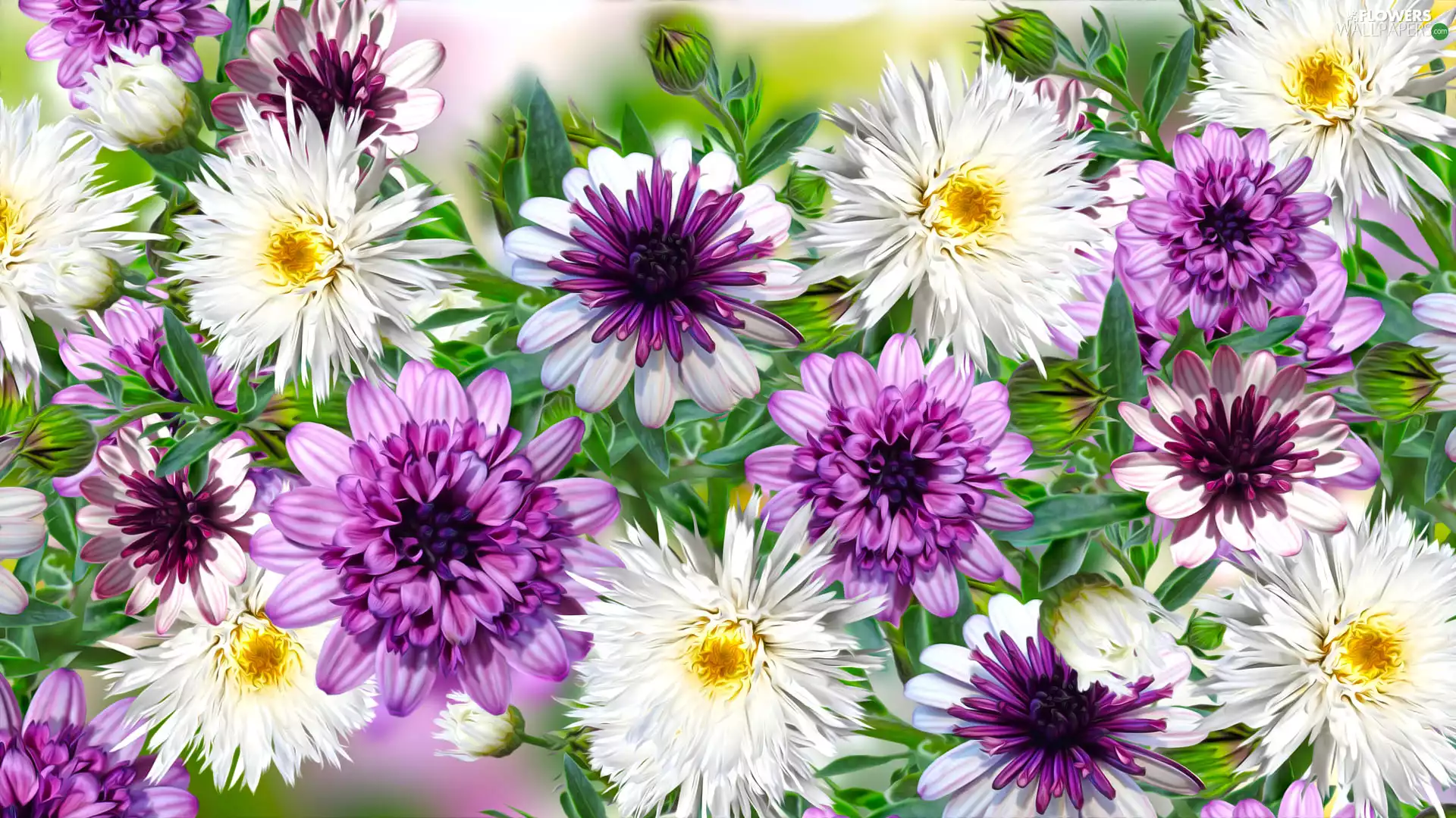 Astra, 2D Graphics, White, purple, Flowers