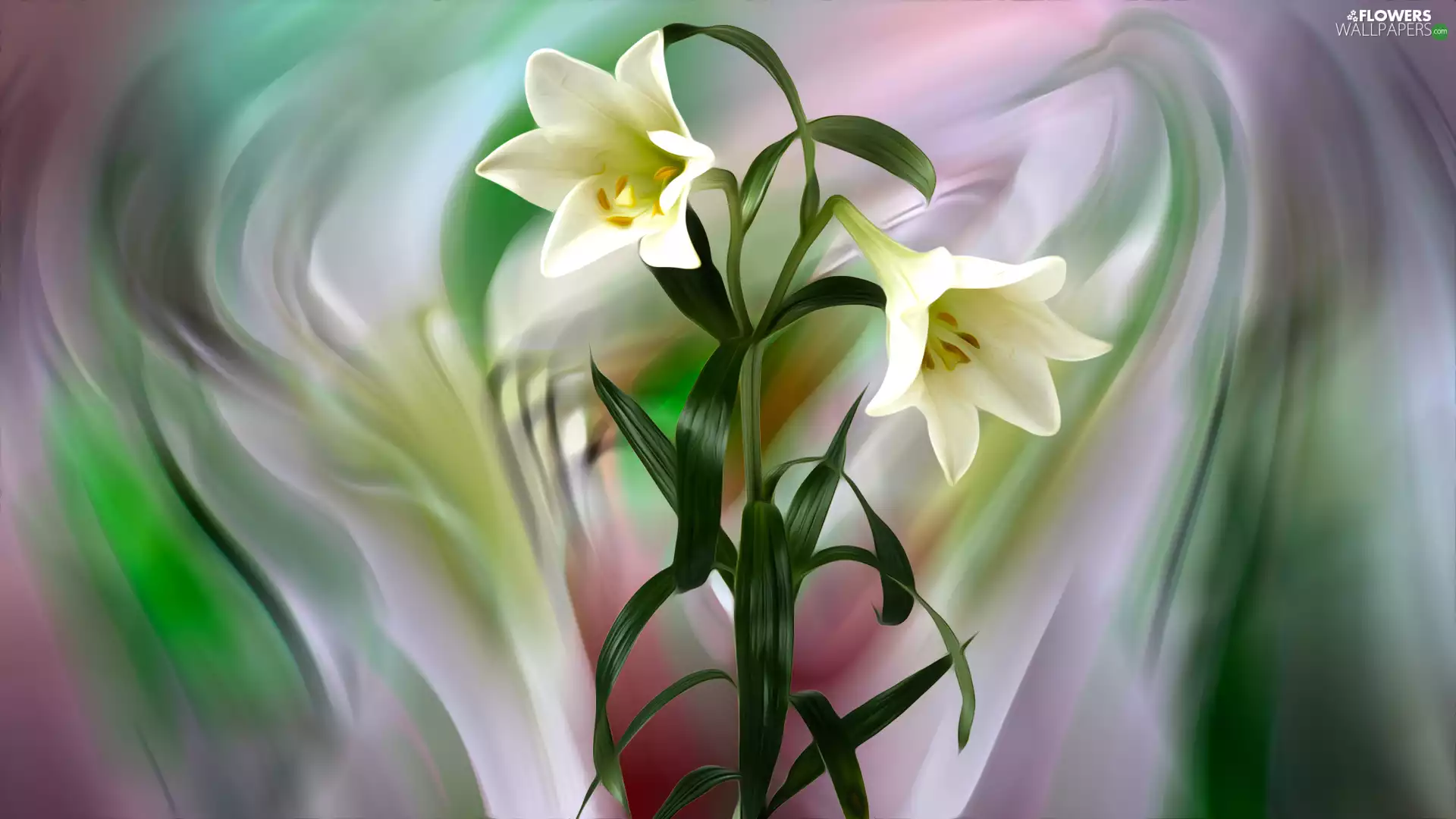 Flowers, lilies, graphics, White