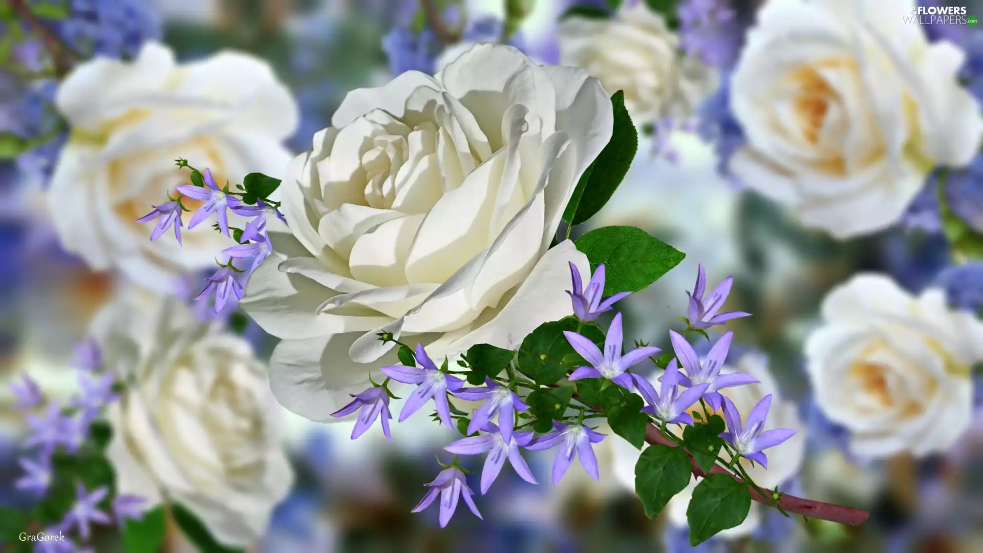 Flowers, rose, graphics, White