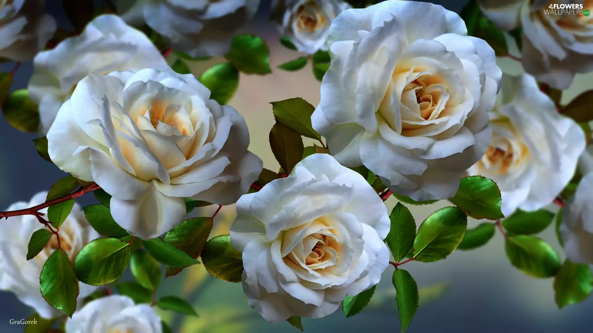 Flowers, roses, graphics, White