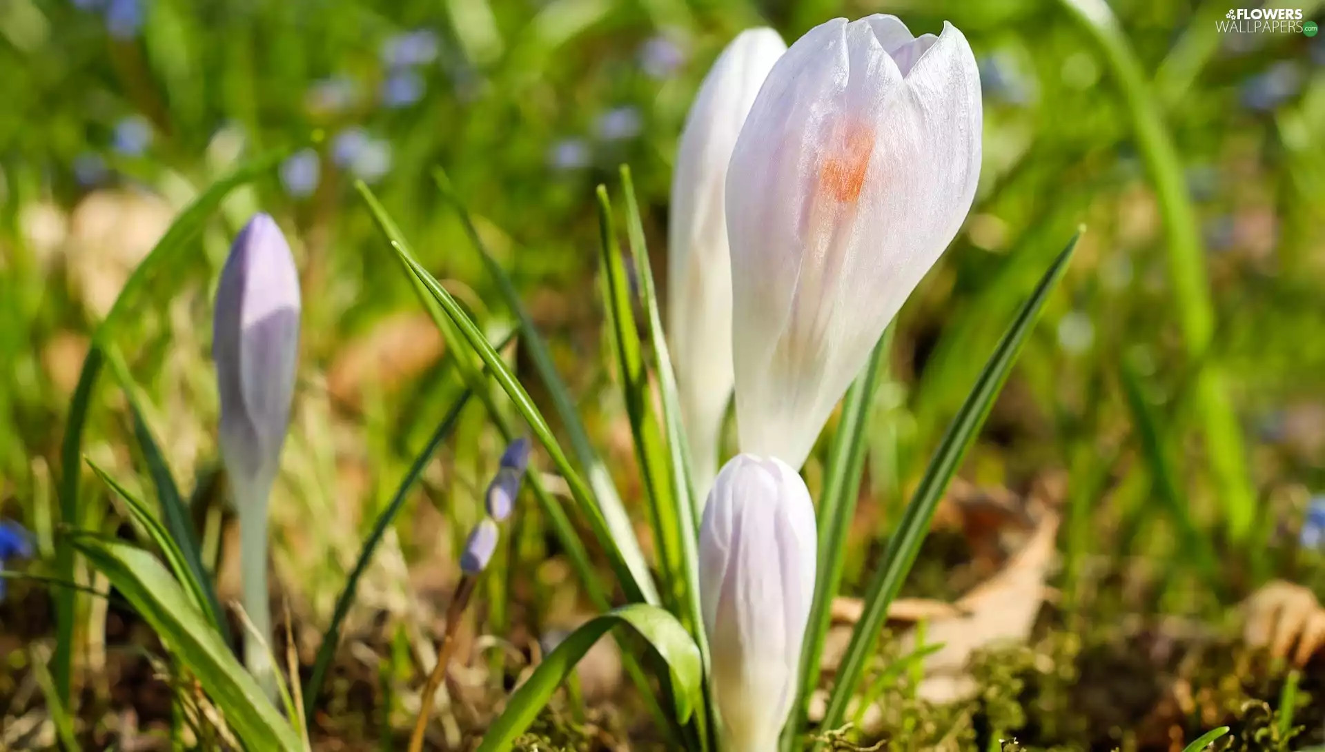 Flowers, crocuses, grass, White