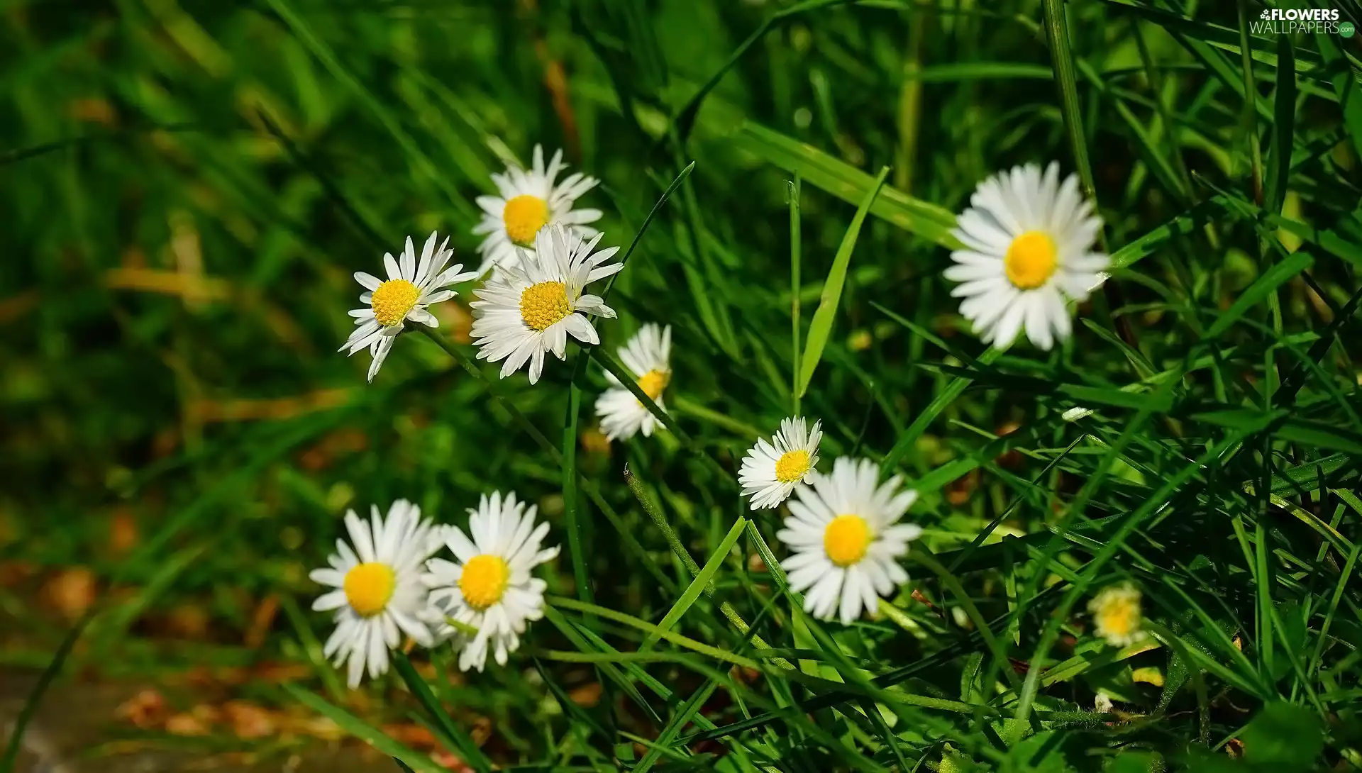 Flowers, daisies, grass, White