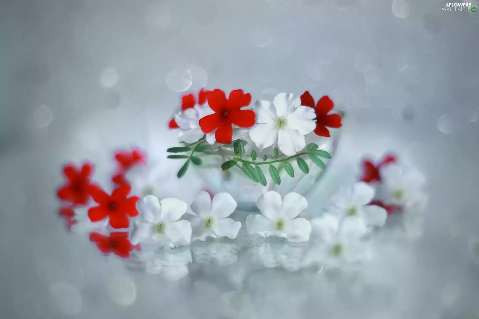 verbena, White, Flowers, red hot