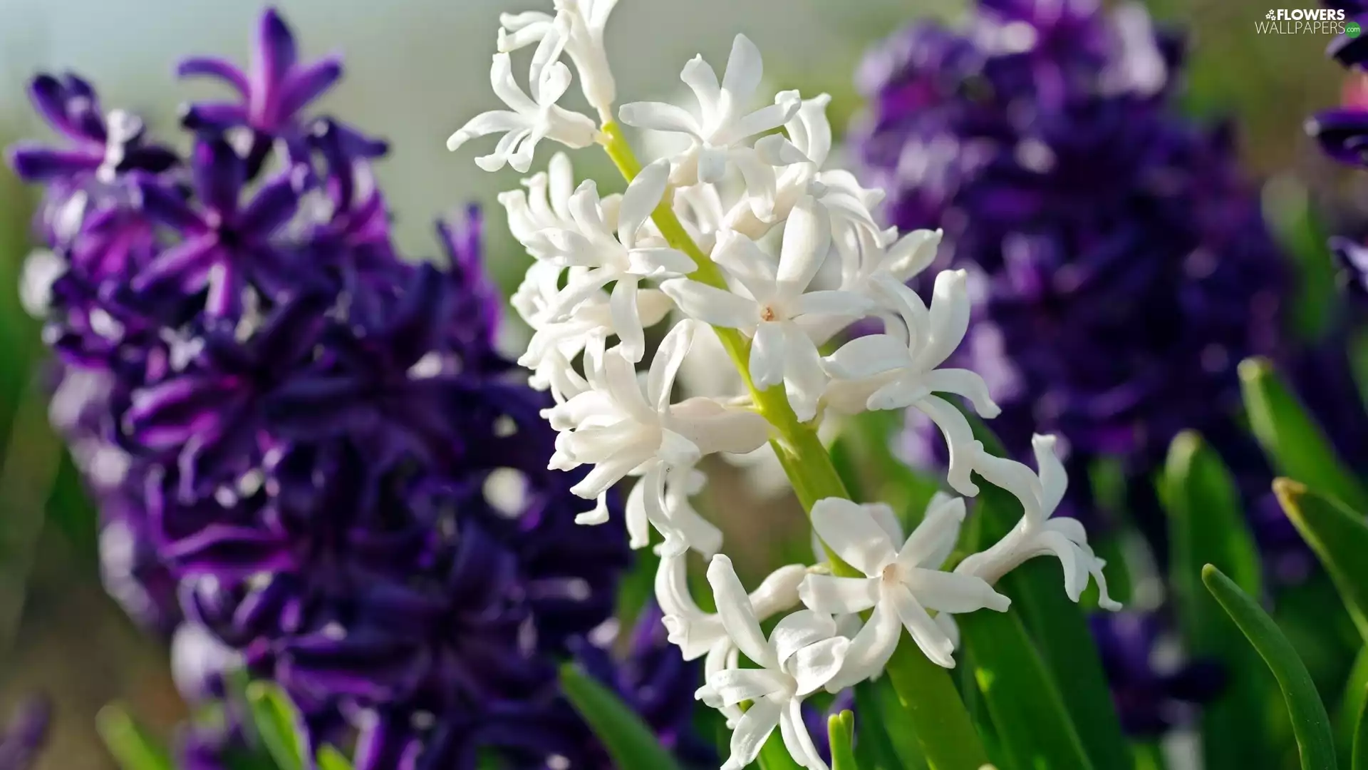 Flowers, purple, Hyacinths, White