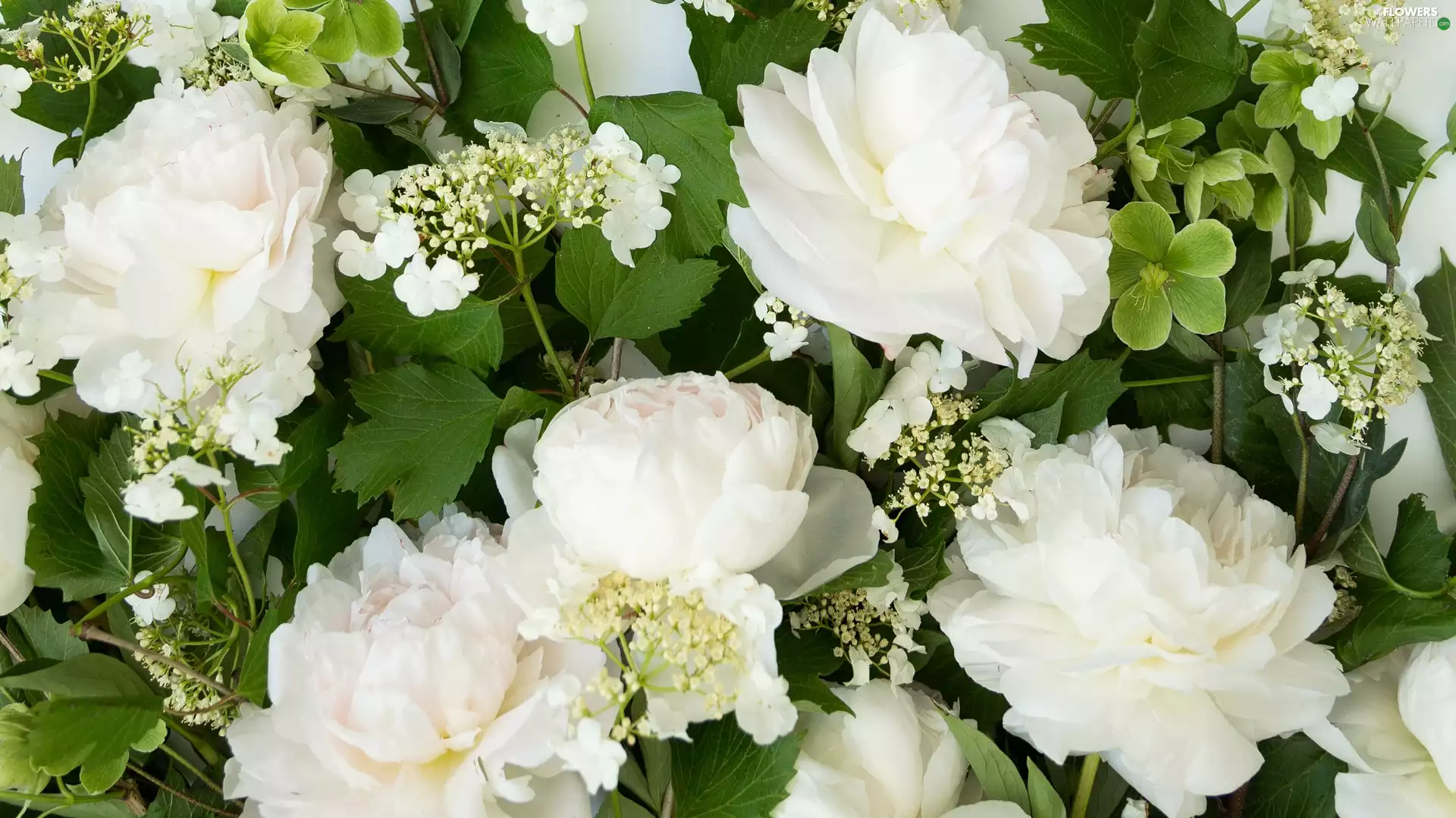 Hydrangea garden, Leaf, White, Peonies, Flowers