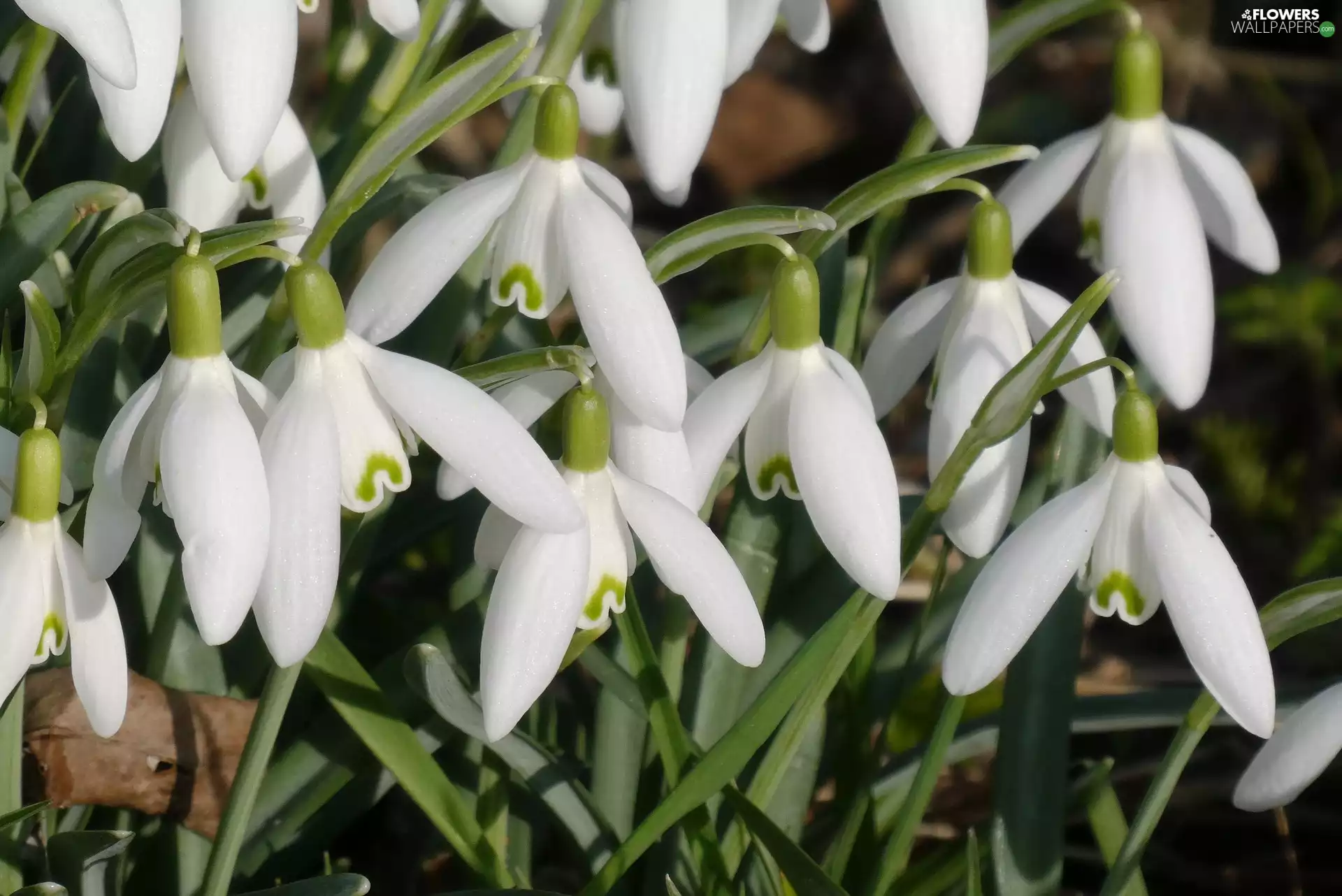 Flowers, snowdrops, Leaf, White