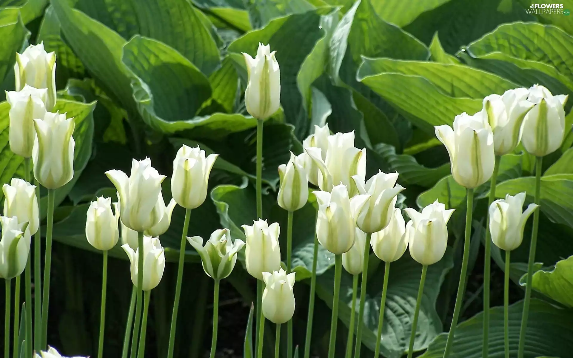 Flowers, Tulips, Leaf, White