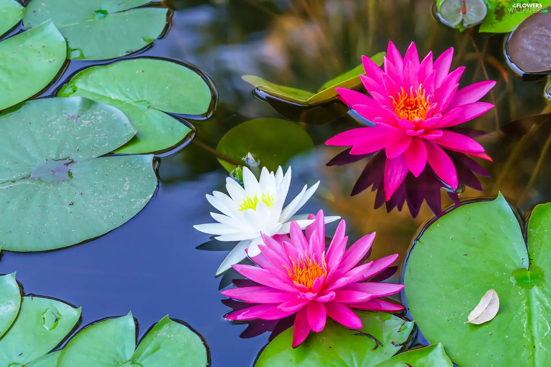 Water lilies, Leaf, White, Pink, Flowers