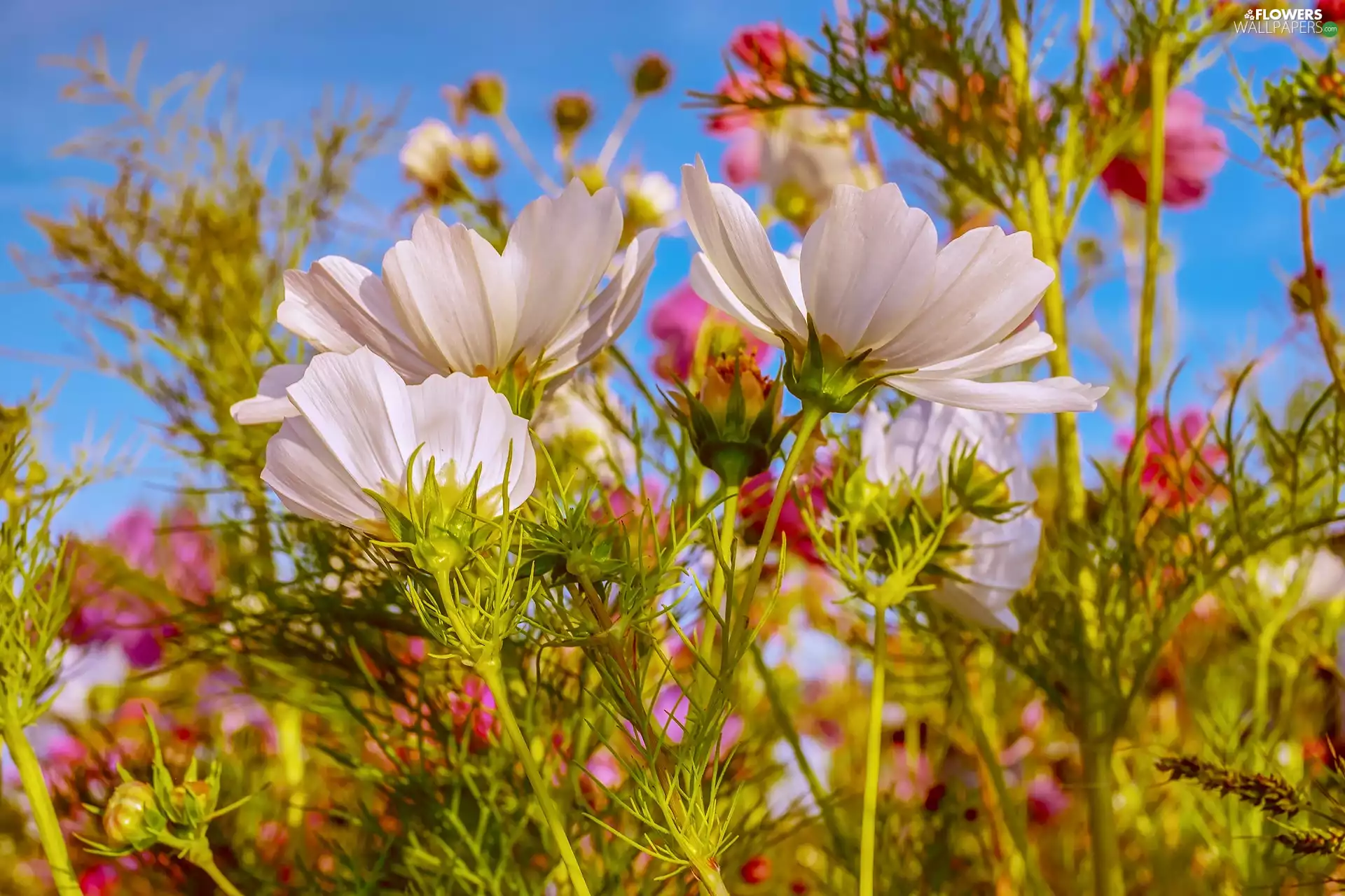 Flowers, Cosmos, Meadow, White